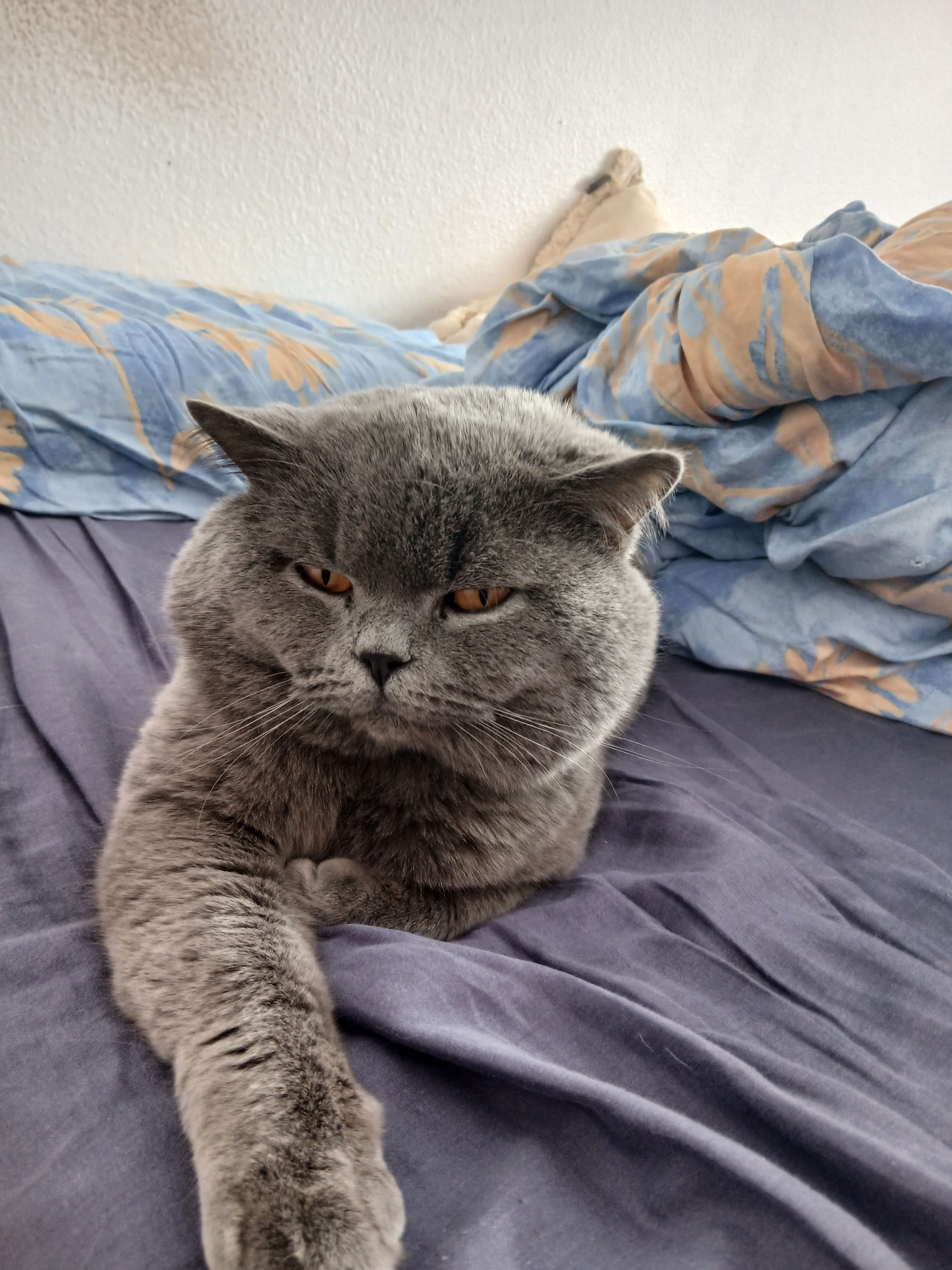 Bkh Baby Katzen zu vergeben.