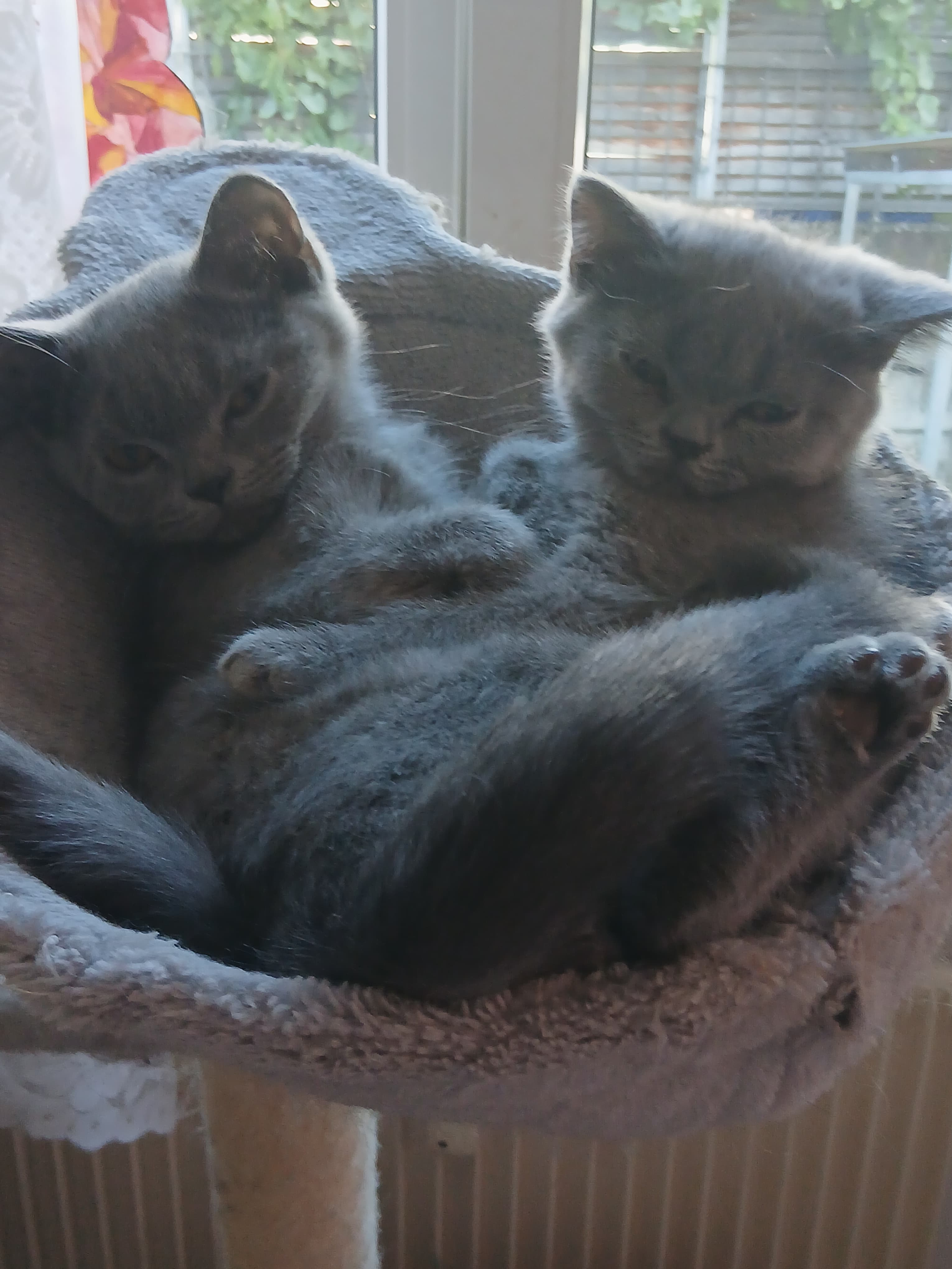 Bkh Baby Katzen zu vergeben.