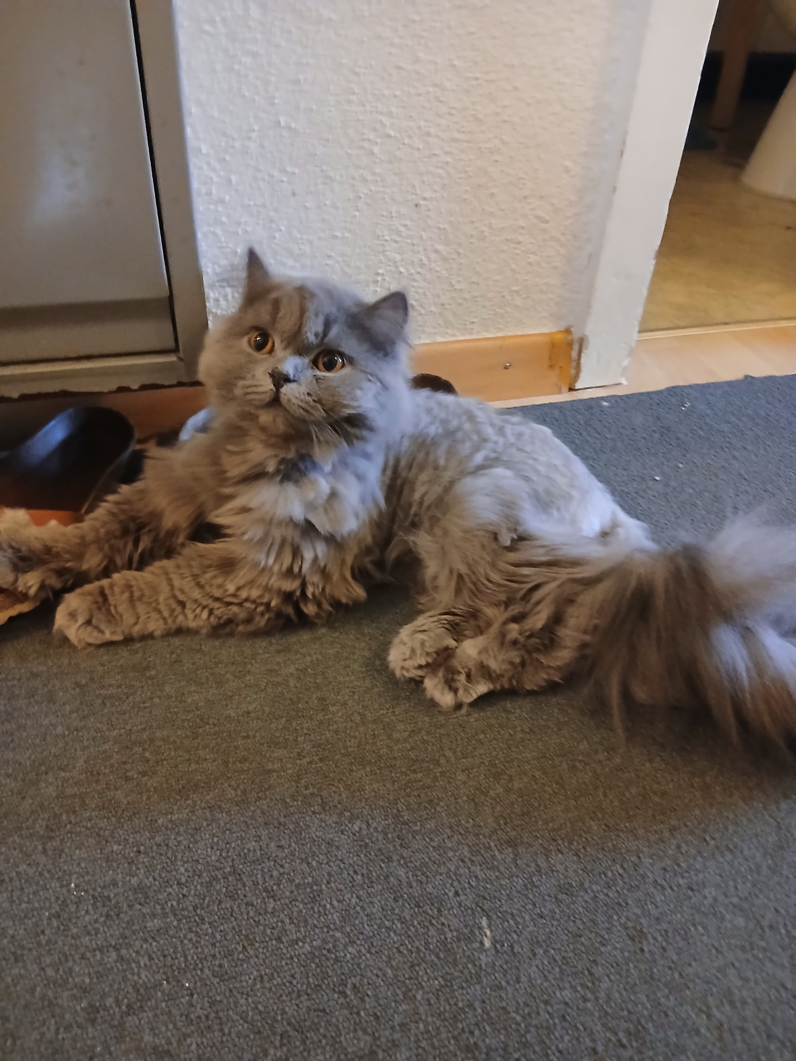 Bkh Baby Katzen zu vergeben.