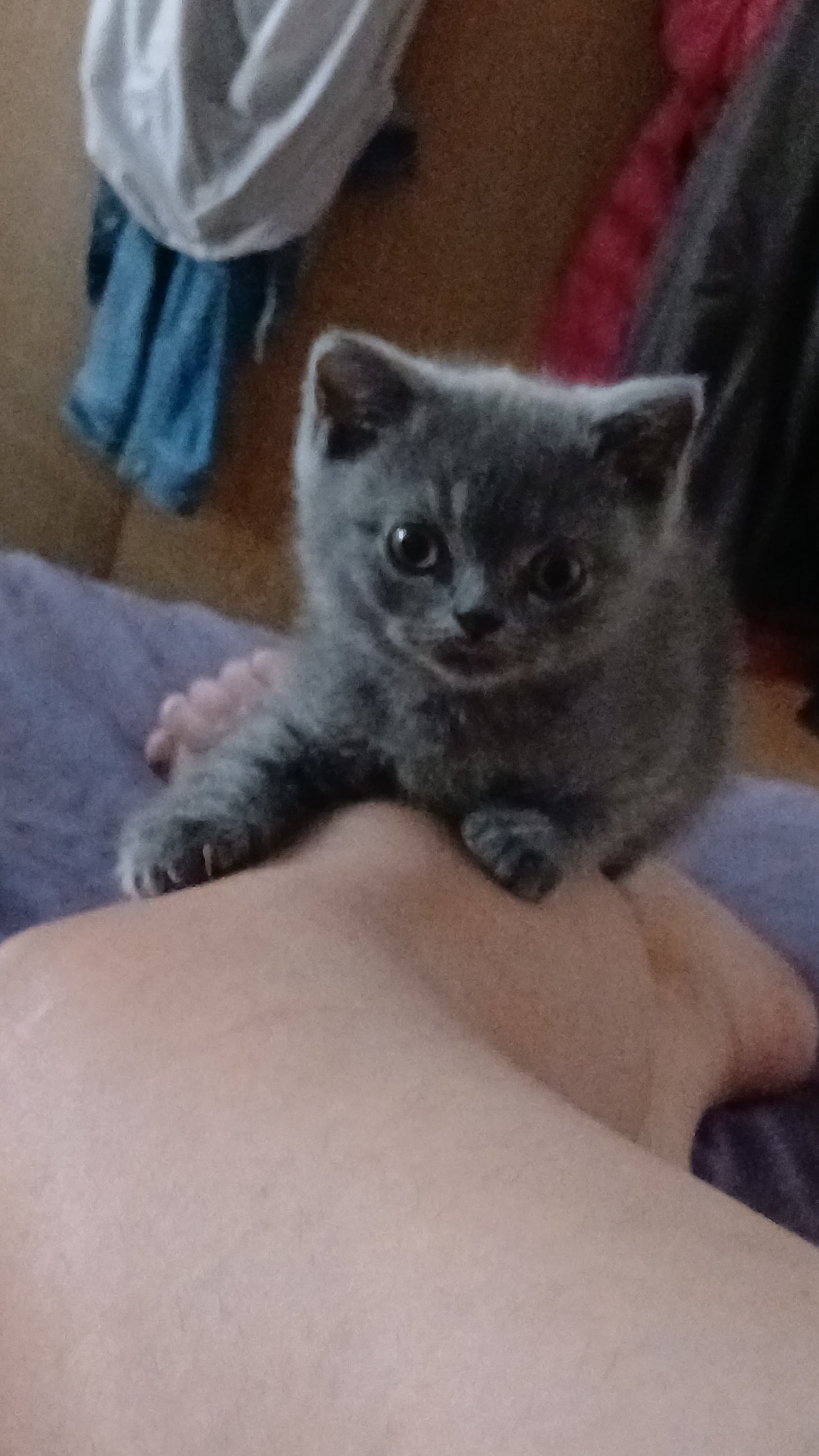 Bkh Baby Katzen zu vergeben.