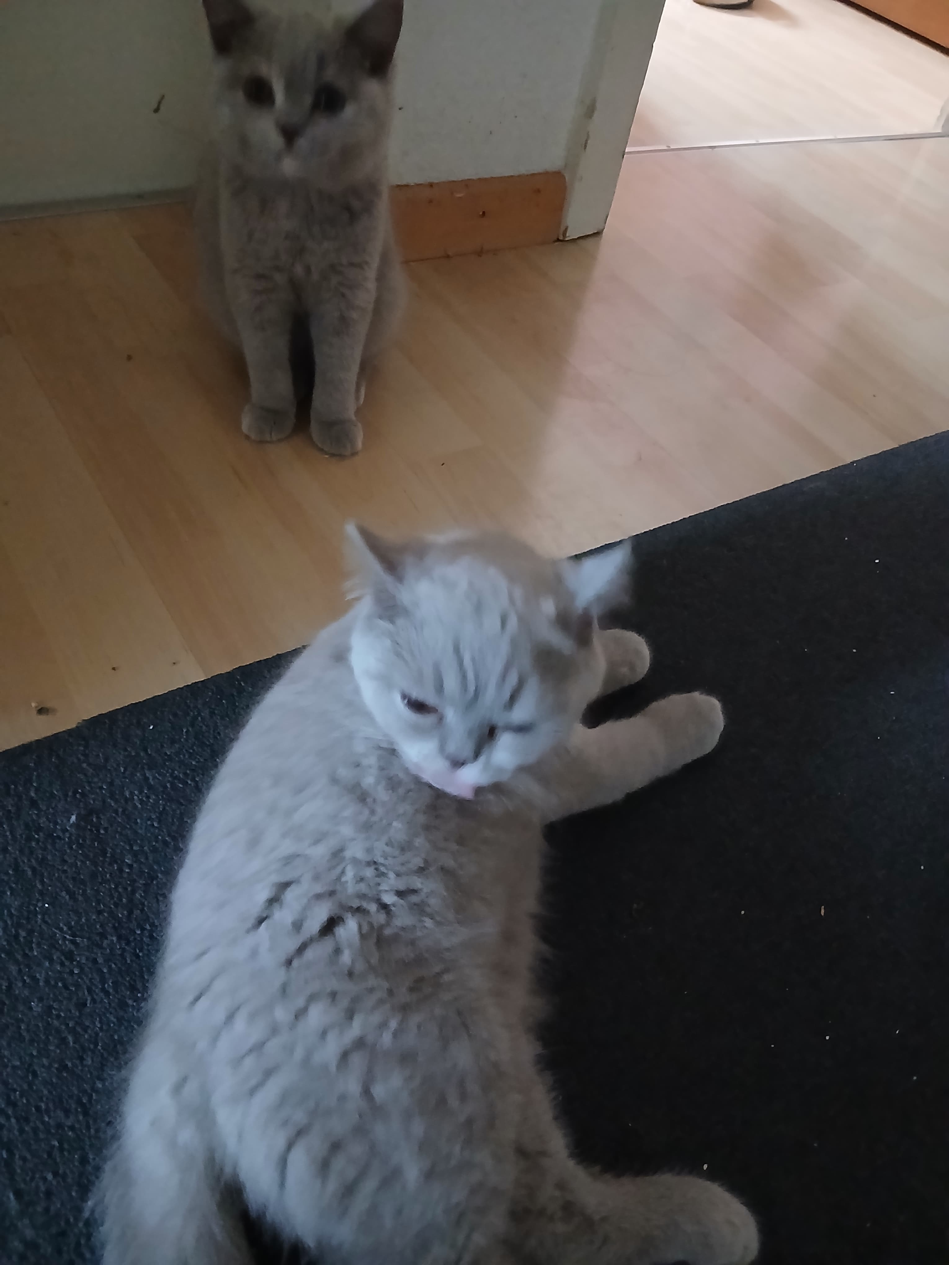 Bkh Baby Katzen zu vergeben.