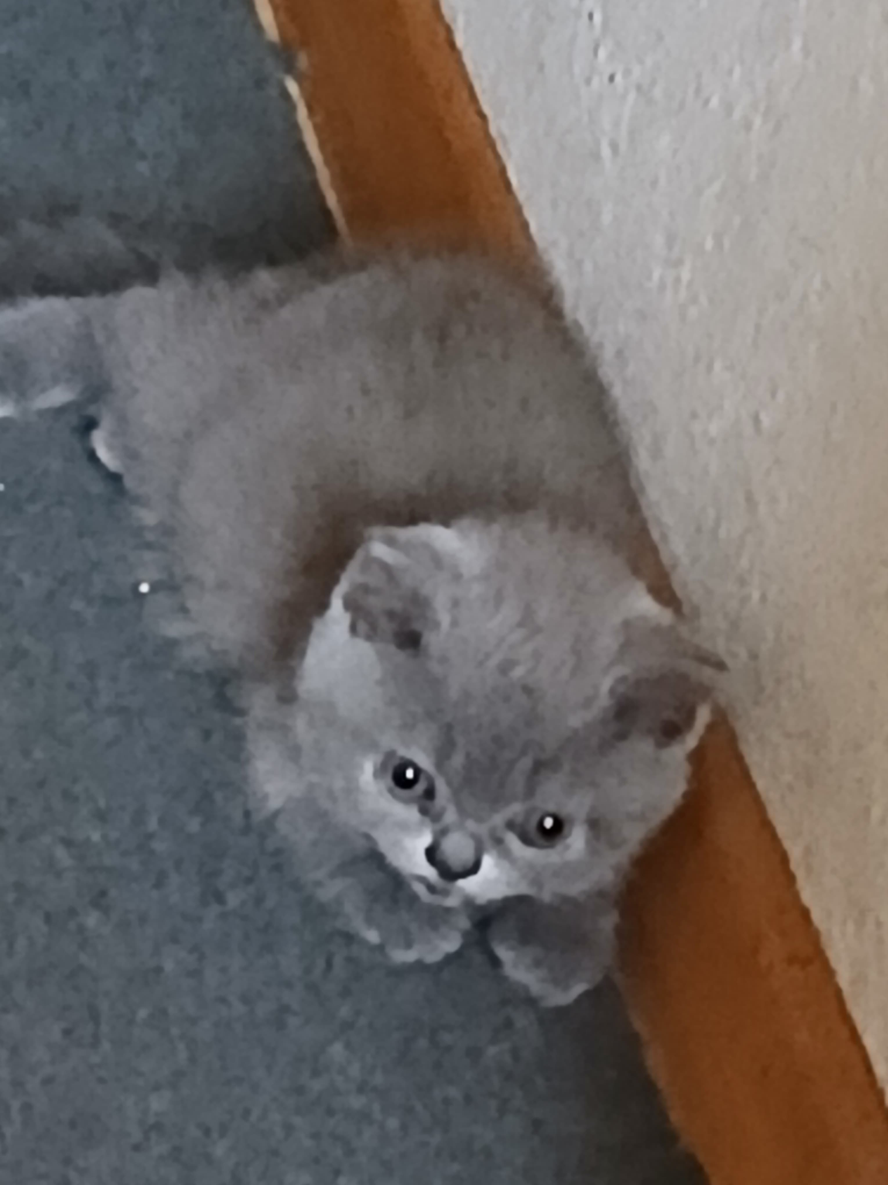 Bkh Baby Katzen zu vergeben.