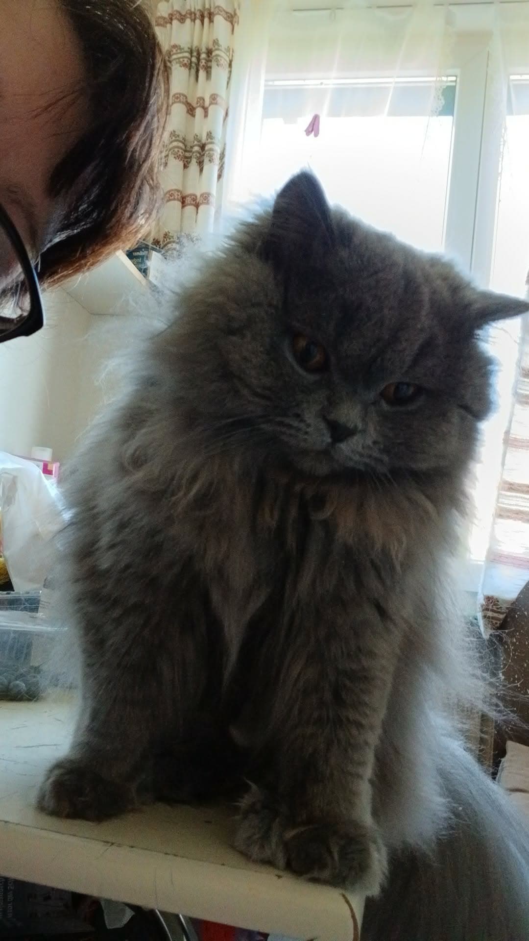 Bkh Baby Katzen zu vergeben.