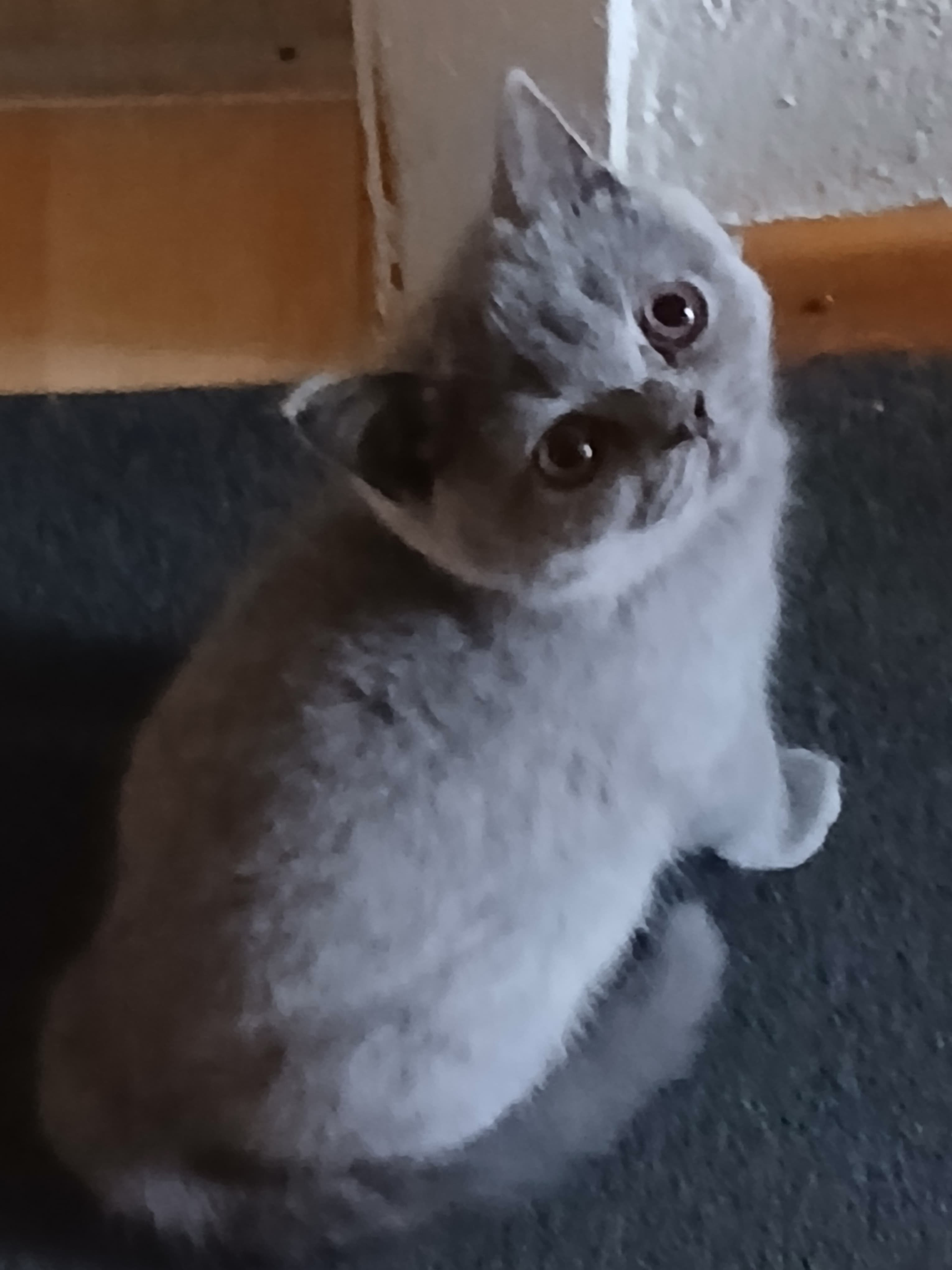 Bkh Baby Katzen zu vergeben.