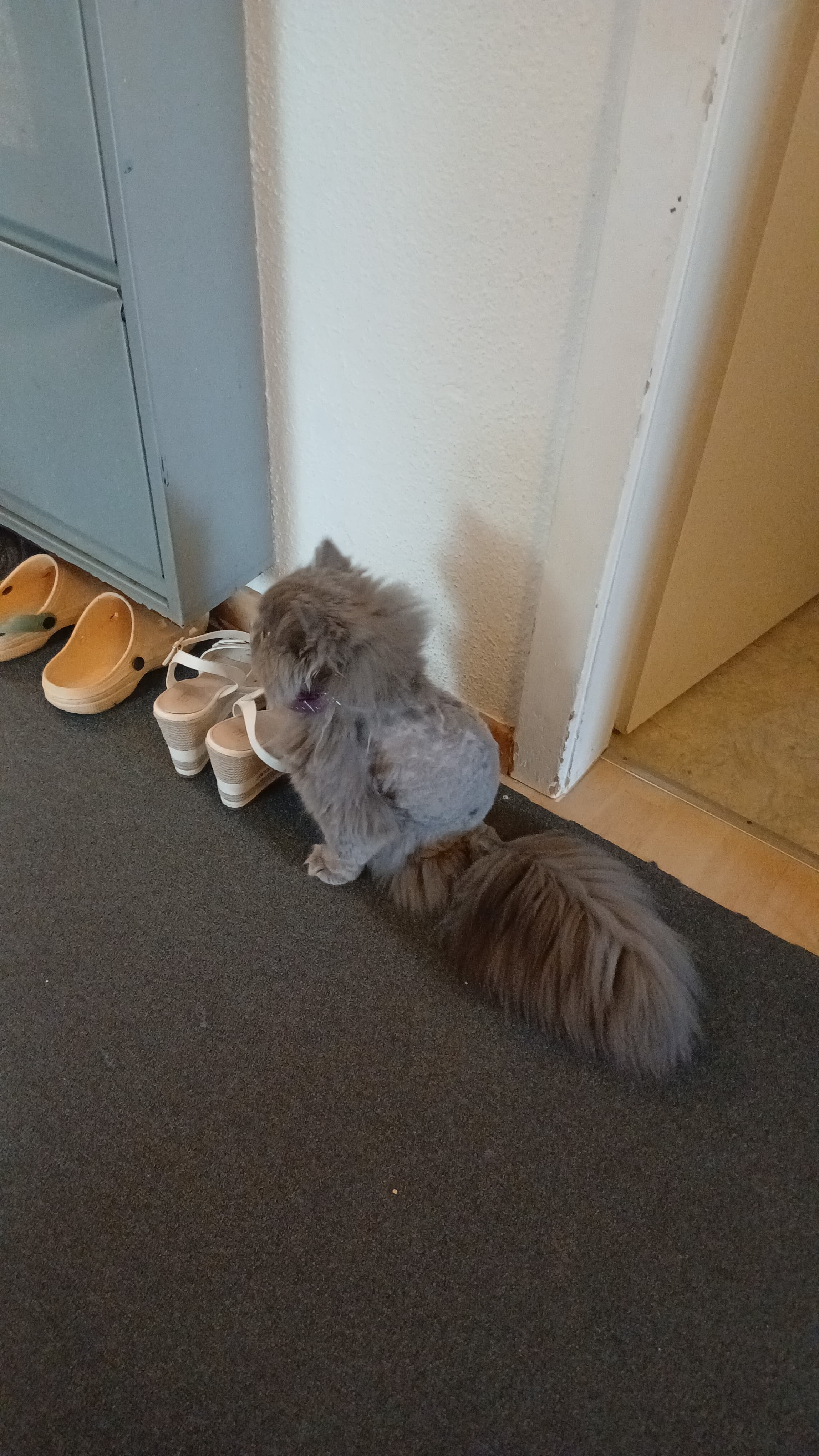 Bkh Baby Katzen zu vergeben.