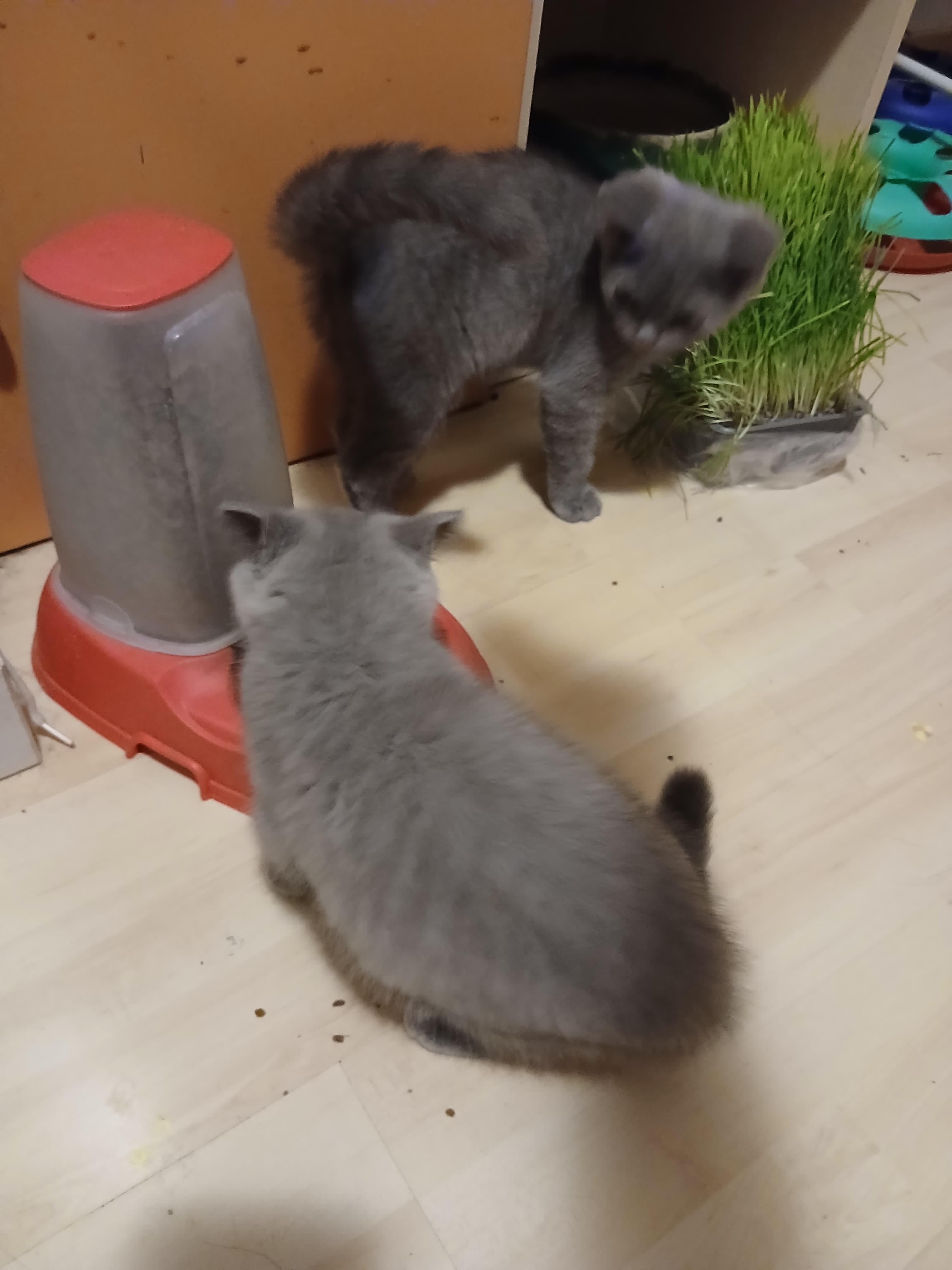 Bkh Baby Katzen zu vergeben.