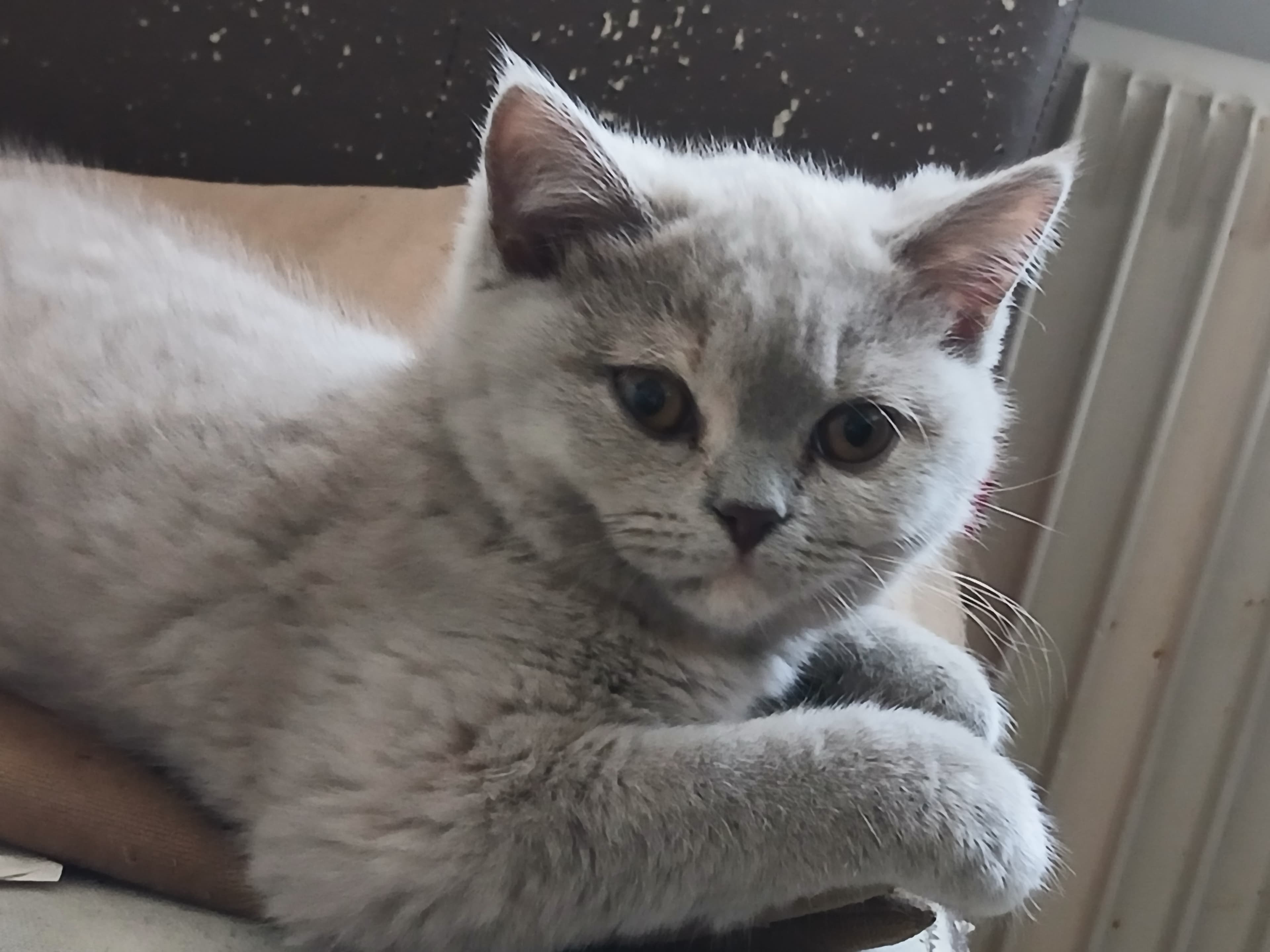 Bkh Baby Katzen zu vergeben.