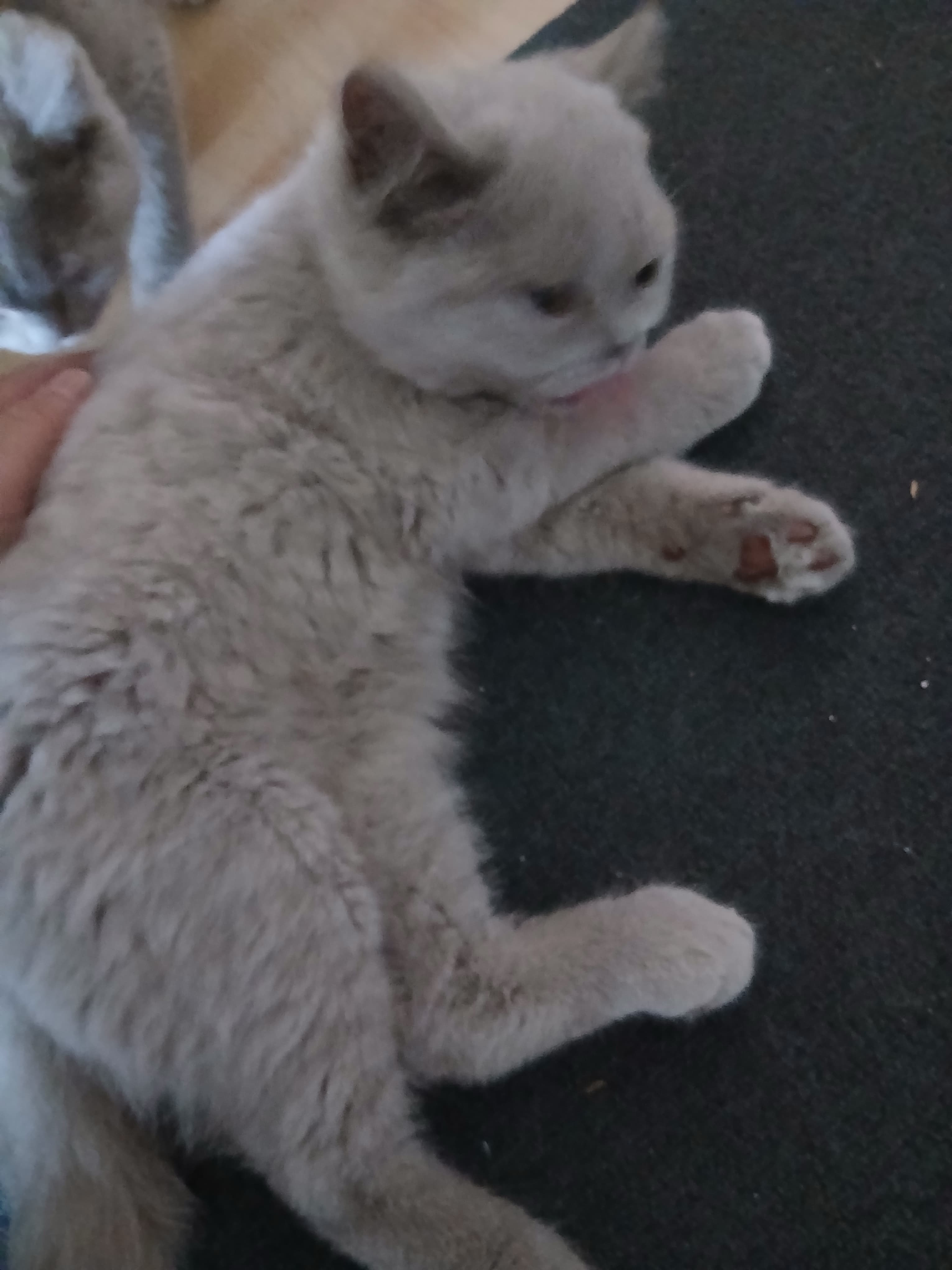 Bkh Baby Katzen zu vergeben.