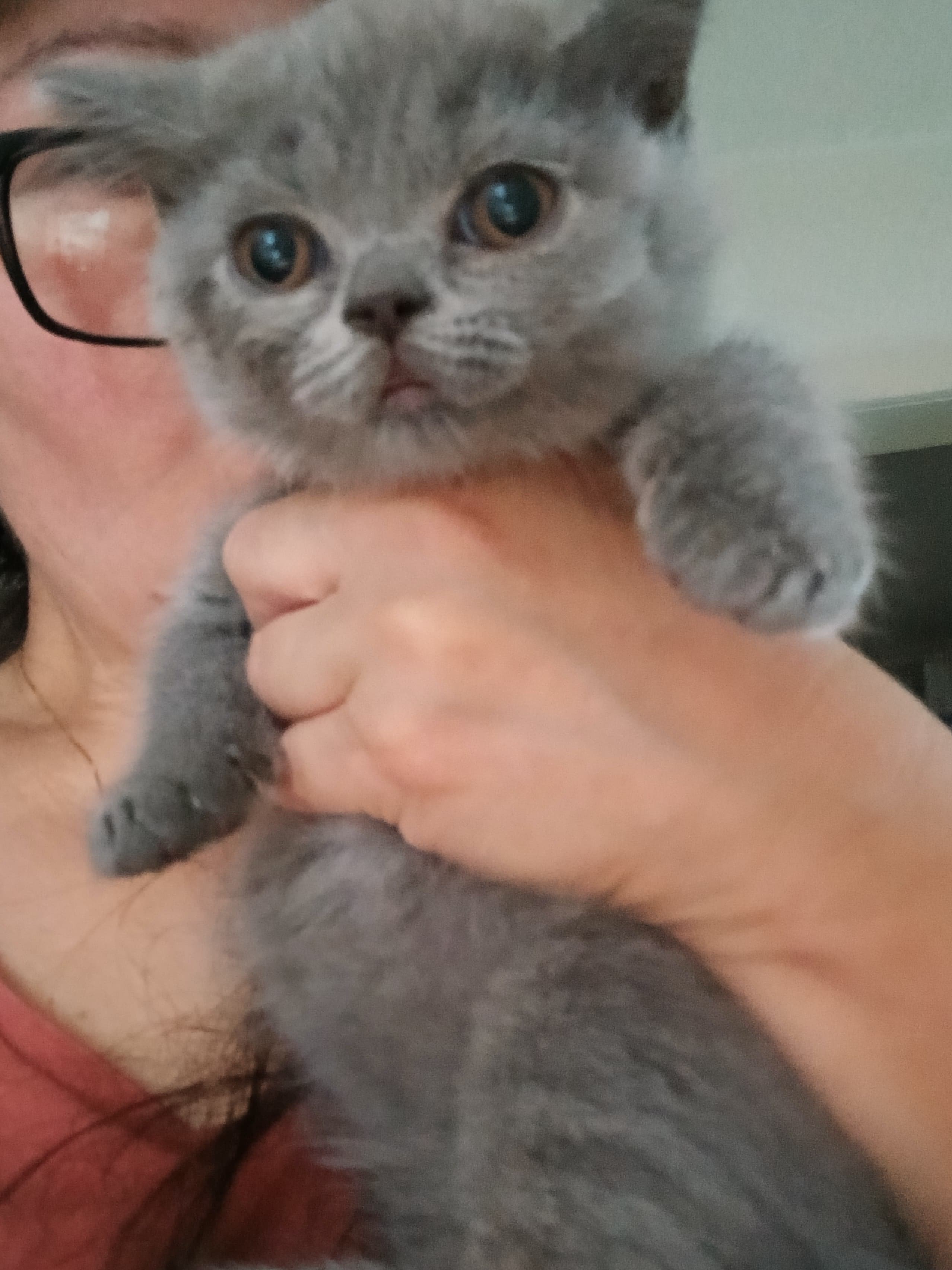 Bkh Baby Katzen zu vergeben.