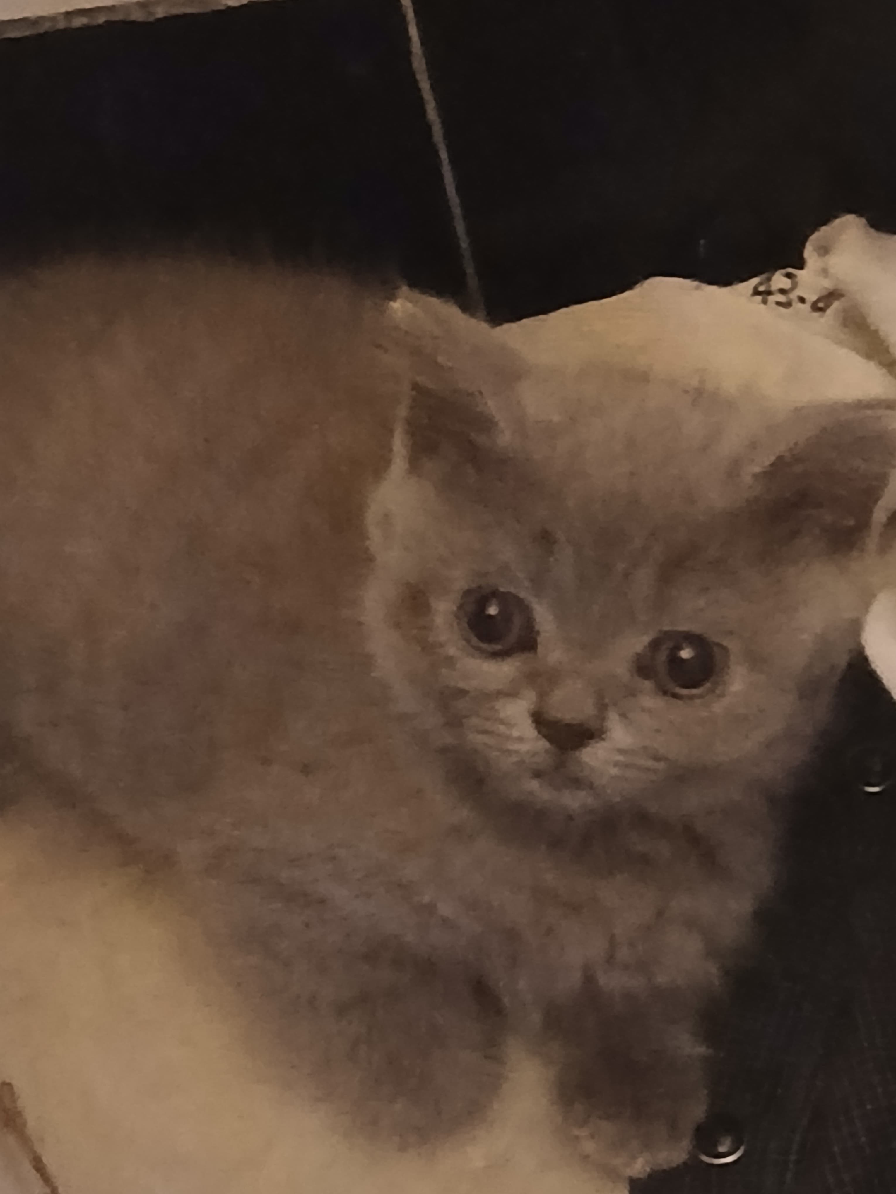 Bkh Baby Katzen zu vergeben.
