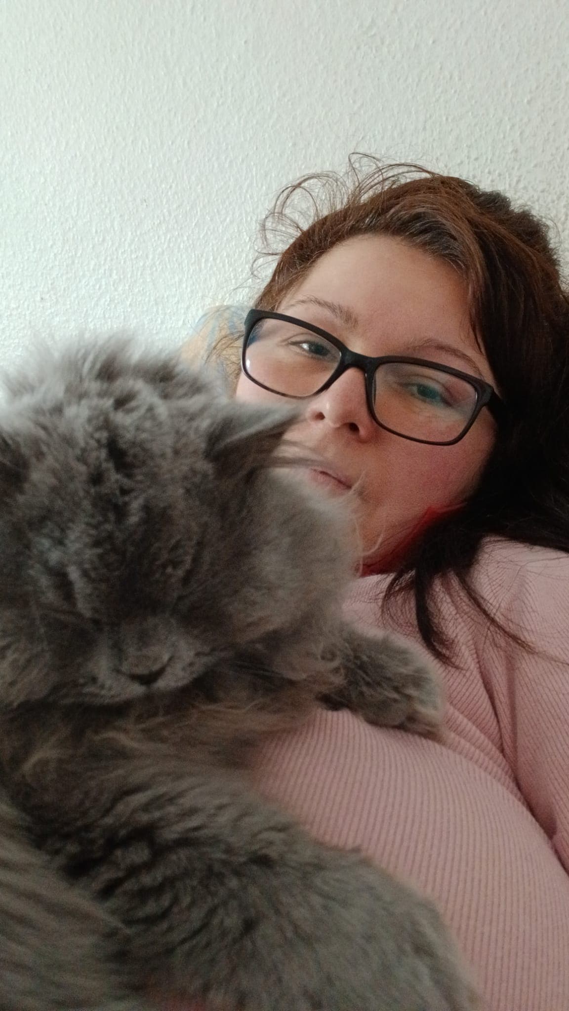 Bkh Baby Katzen zu vergeben.