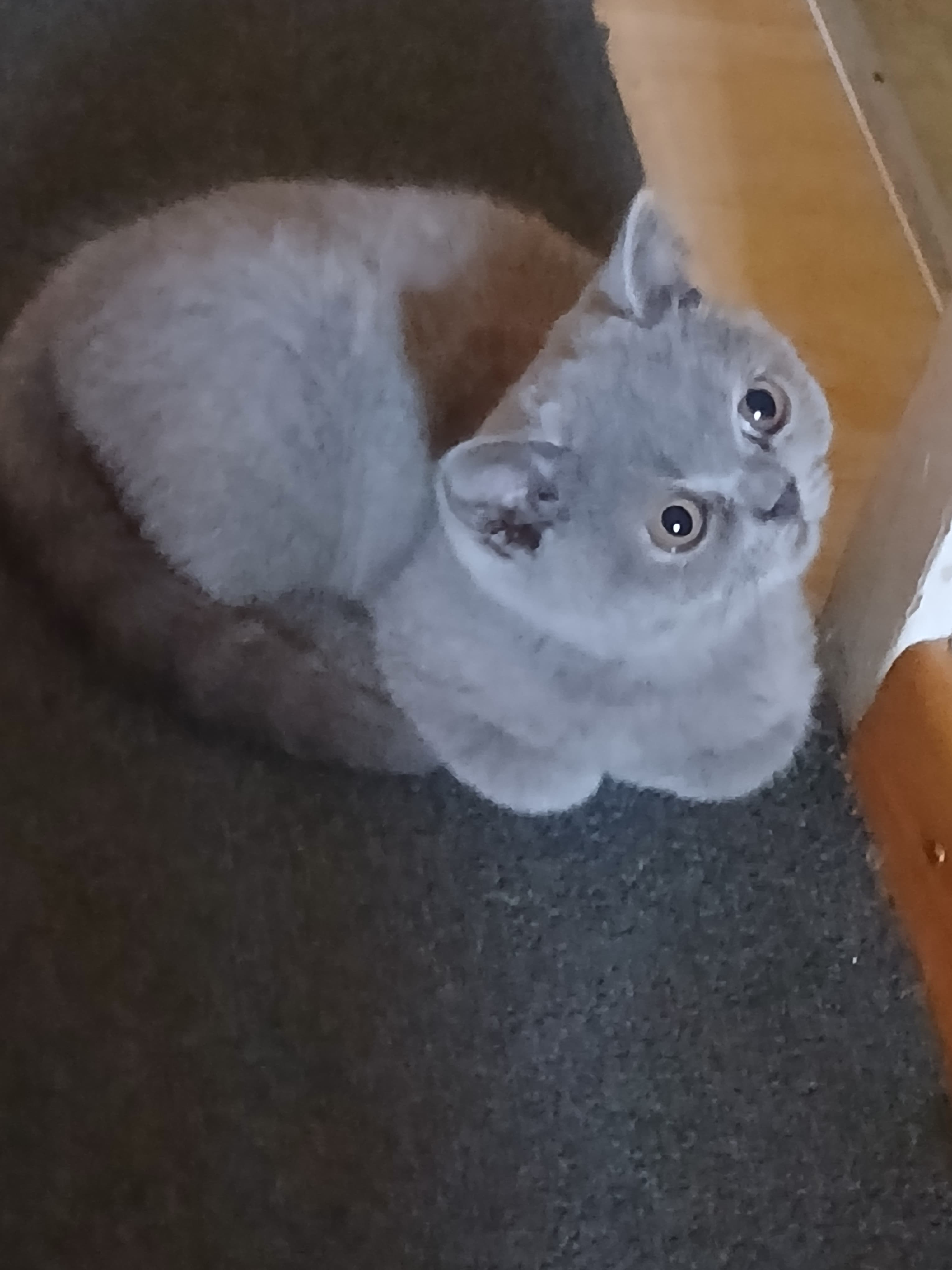 Bkh Baby Katzen zu vergeben.