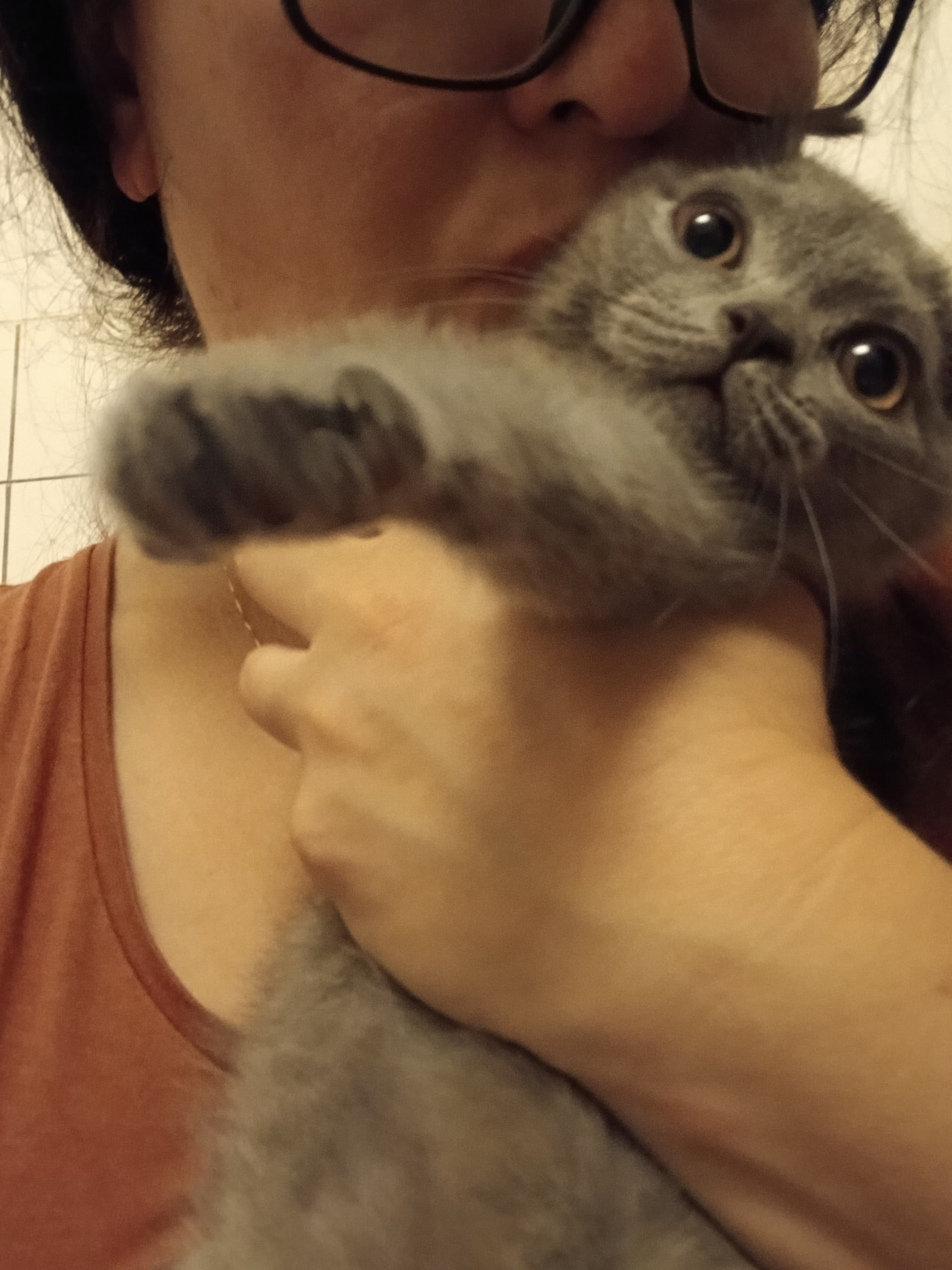 Bkh Baby Katzen zu vergeben.