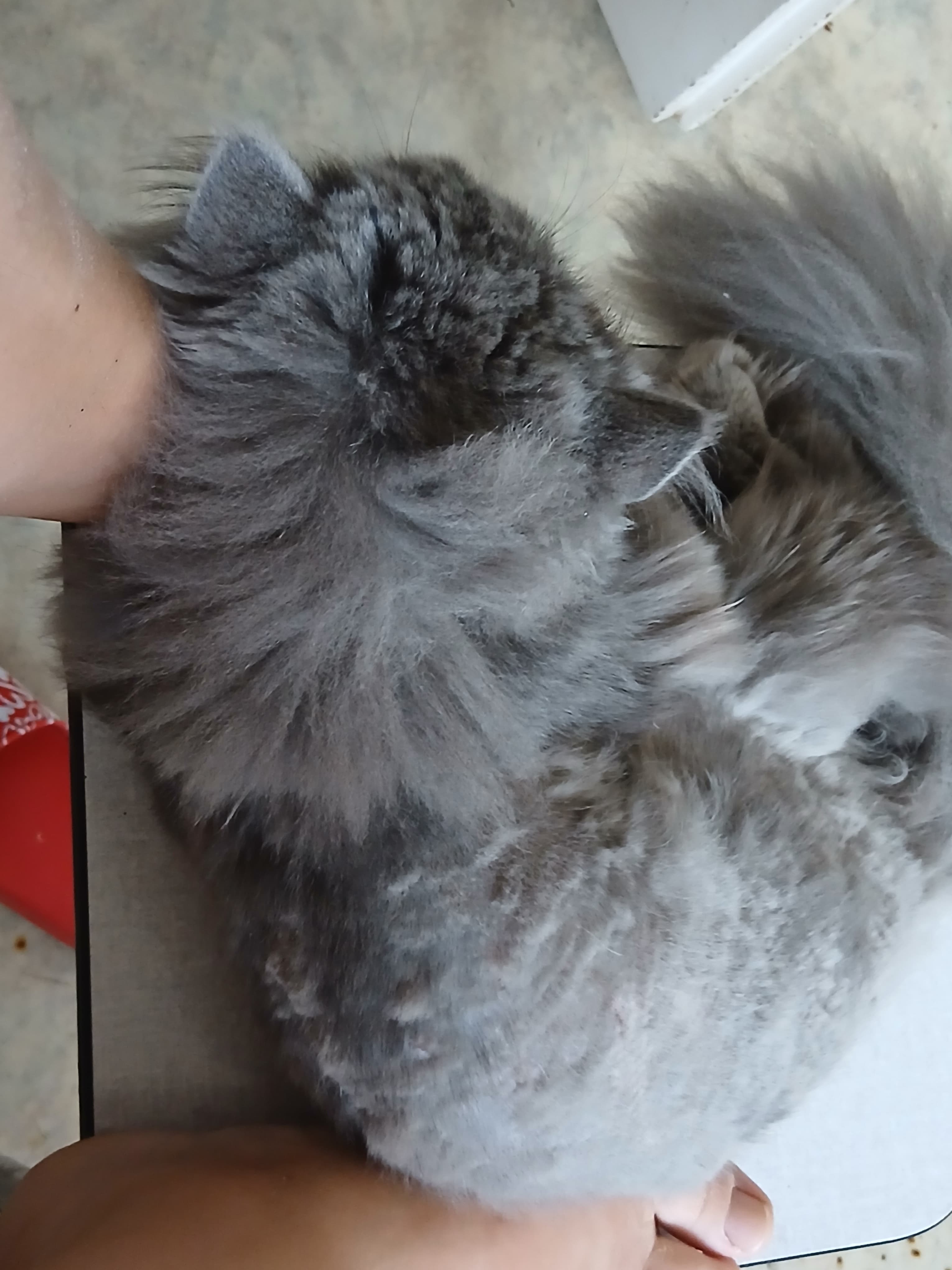 Bkh Baby Katzen zu vergeben.
