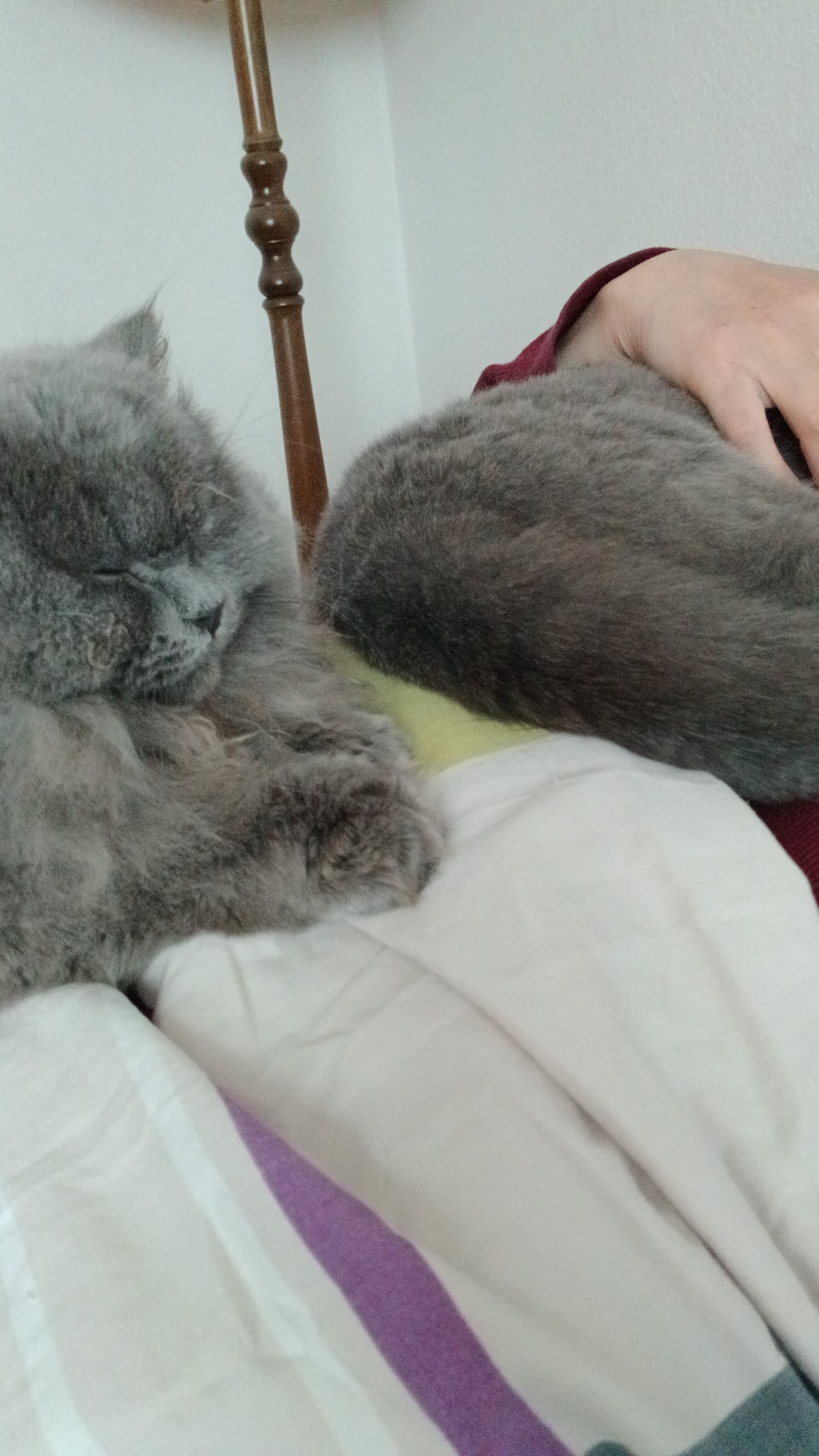 Bkh Baby Katzen zu vergeben.
