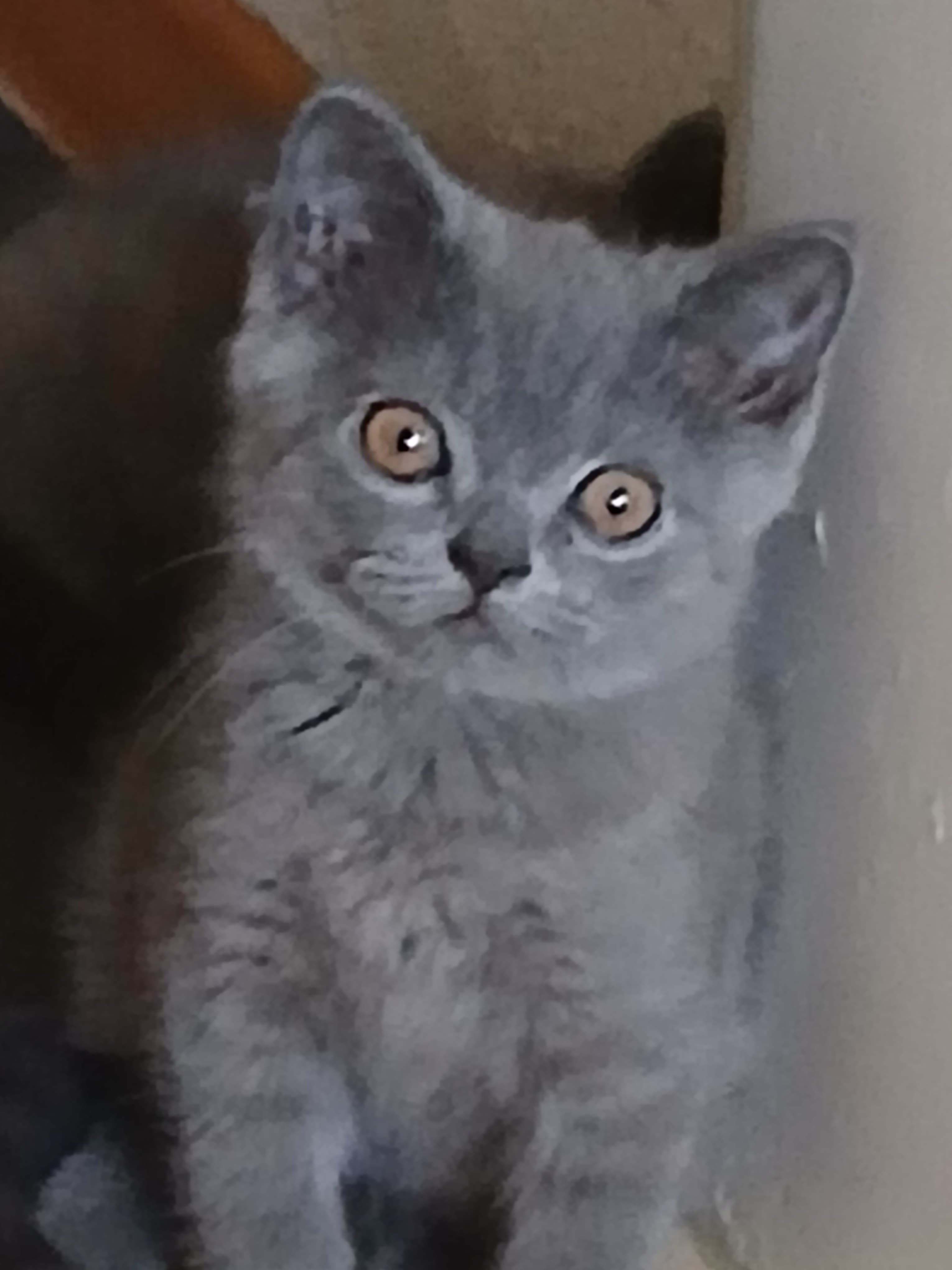Bkh Baby Katzen zu vergeben.