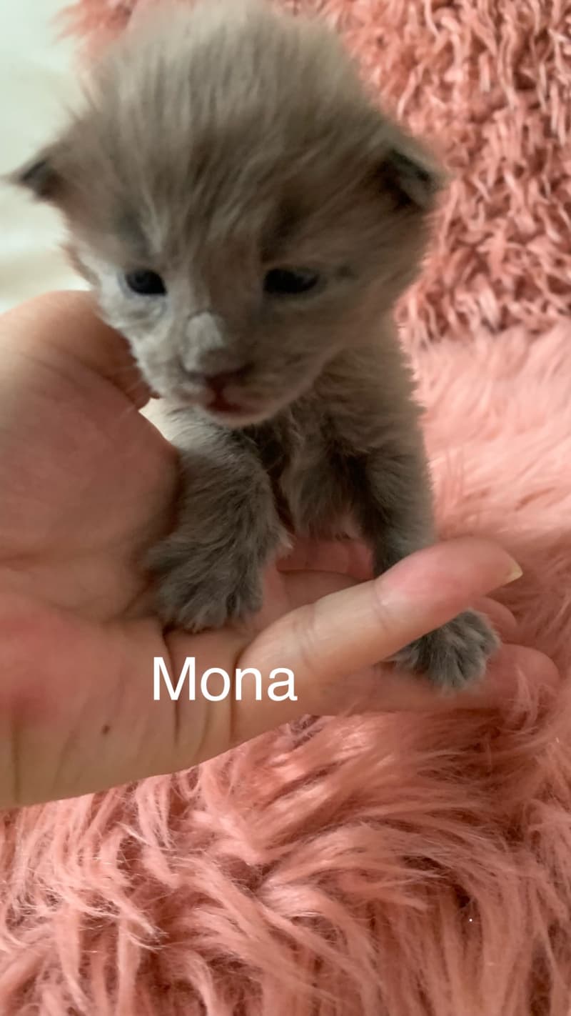 Maine Coon Kittenn
