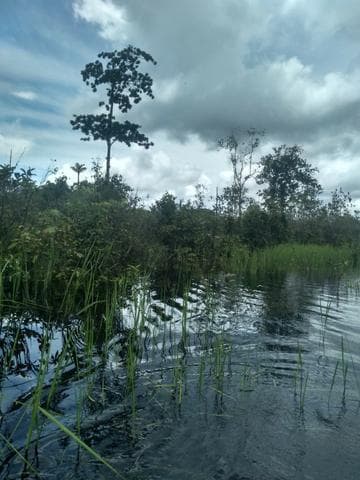 Ihre Geldanlage in Brasilien mit 100 Hektar Land