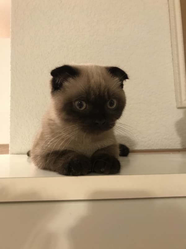 Schöne zärtliche kleine Kater
