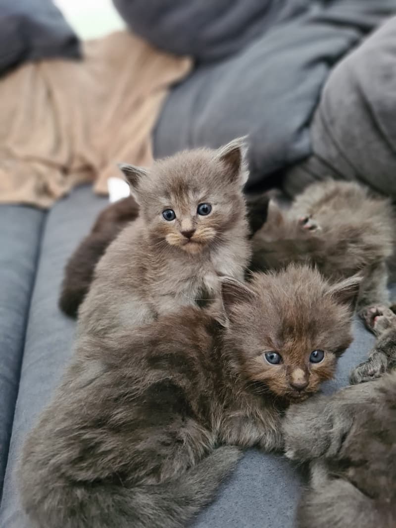 Maine Coon Kitten