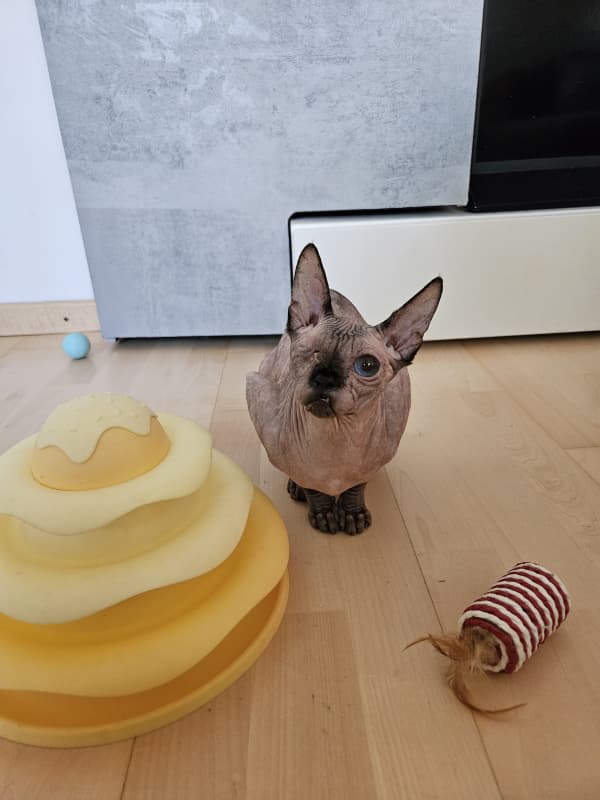 sphynx katze 1 jahr 6 monate