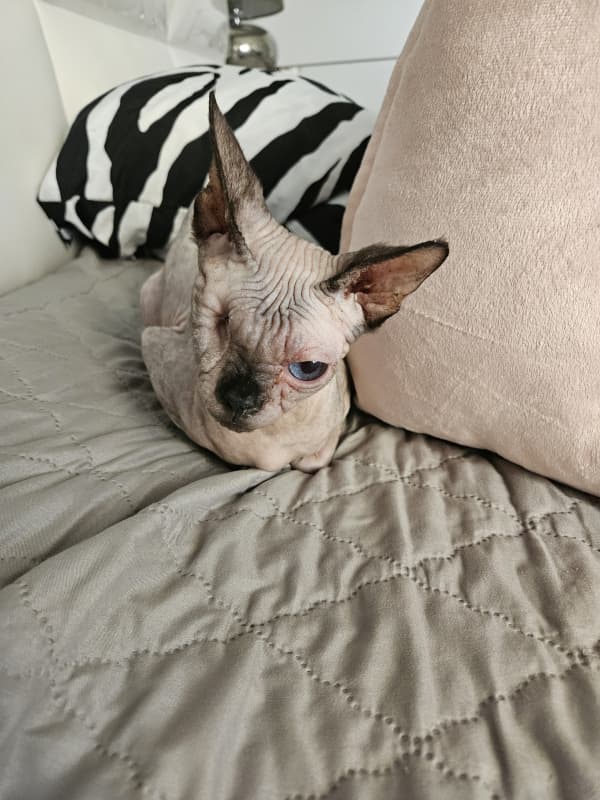 sphynx katze 1 jahr 6 monate