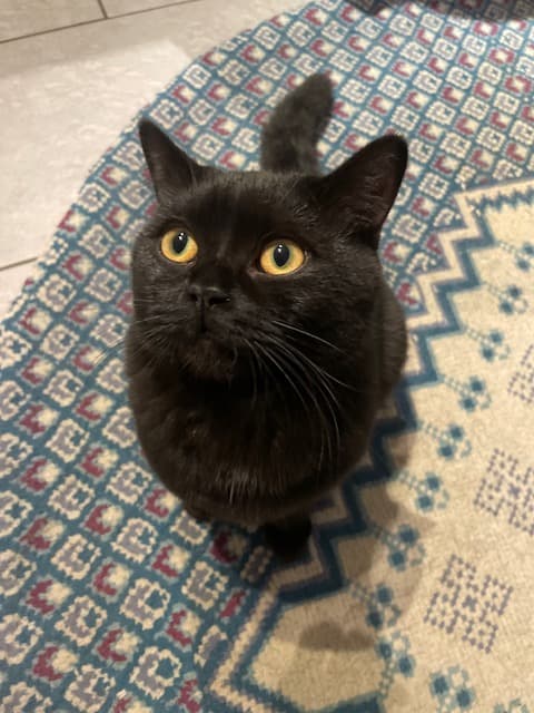 BKH Deckkater