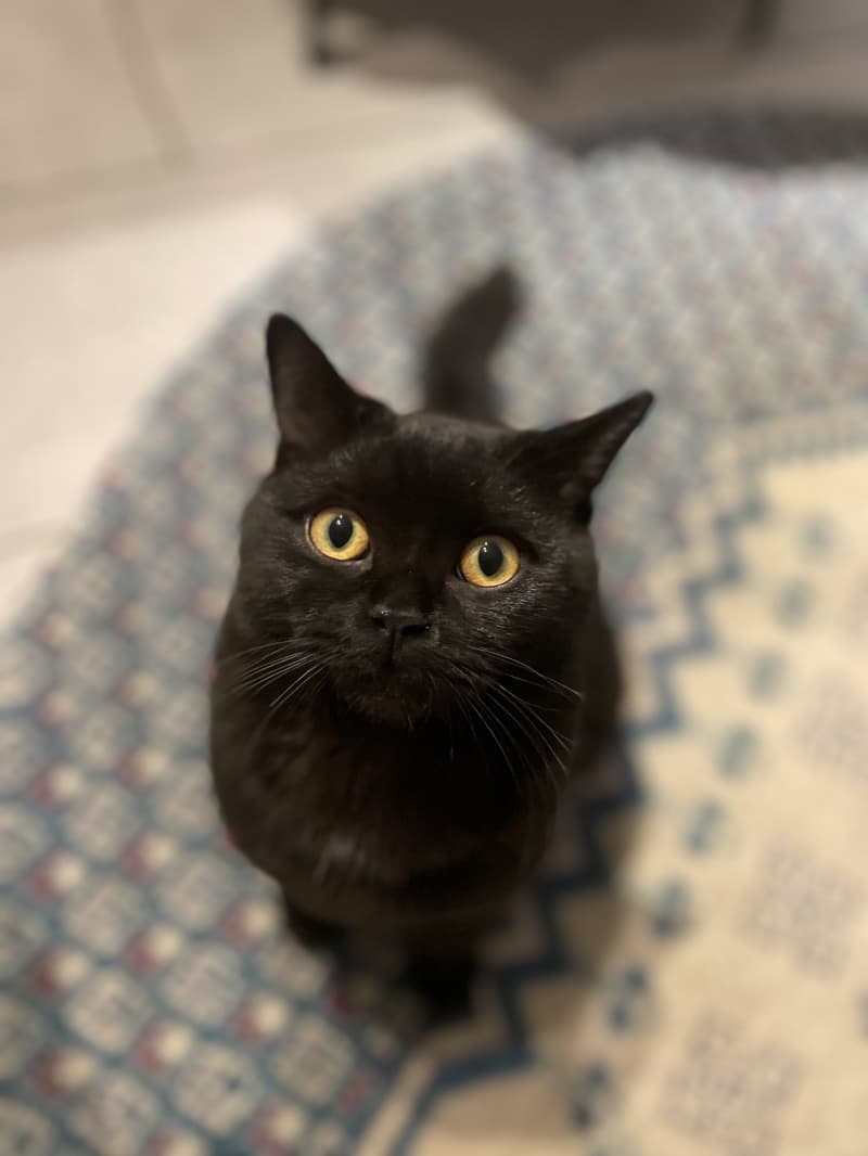 BKH Deckkater