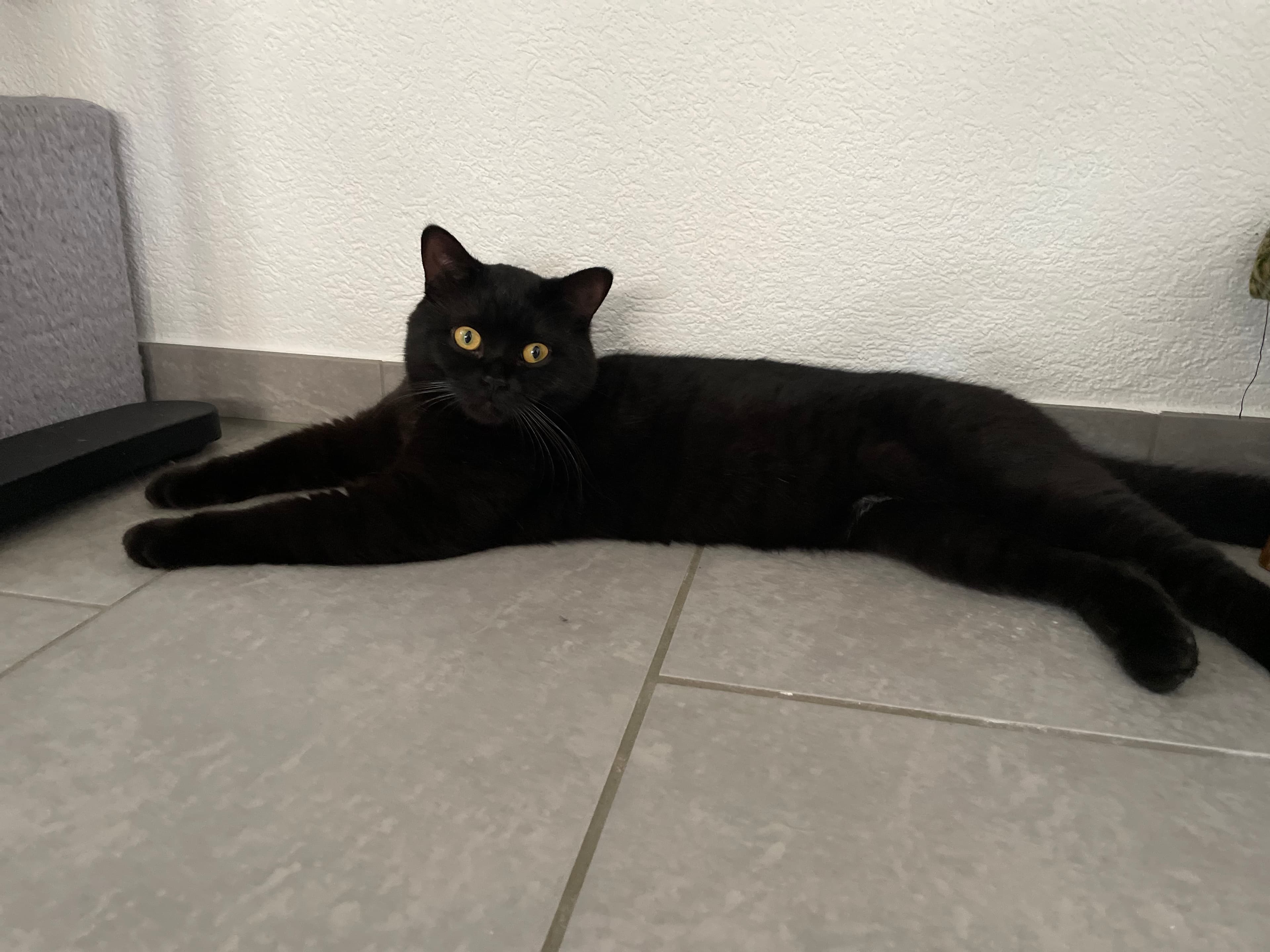 BKH Deckkater
