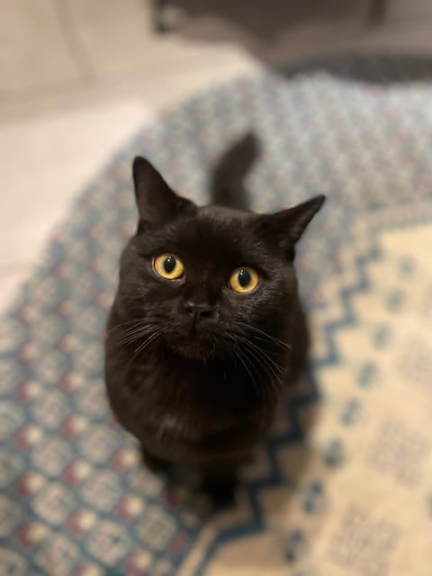 BKH Deckkater