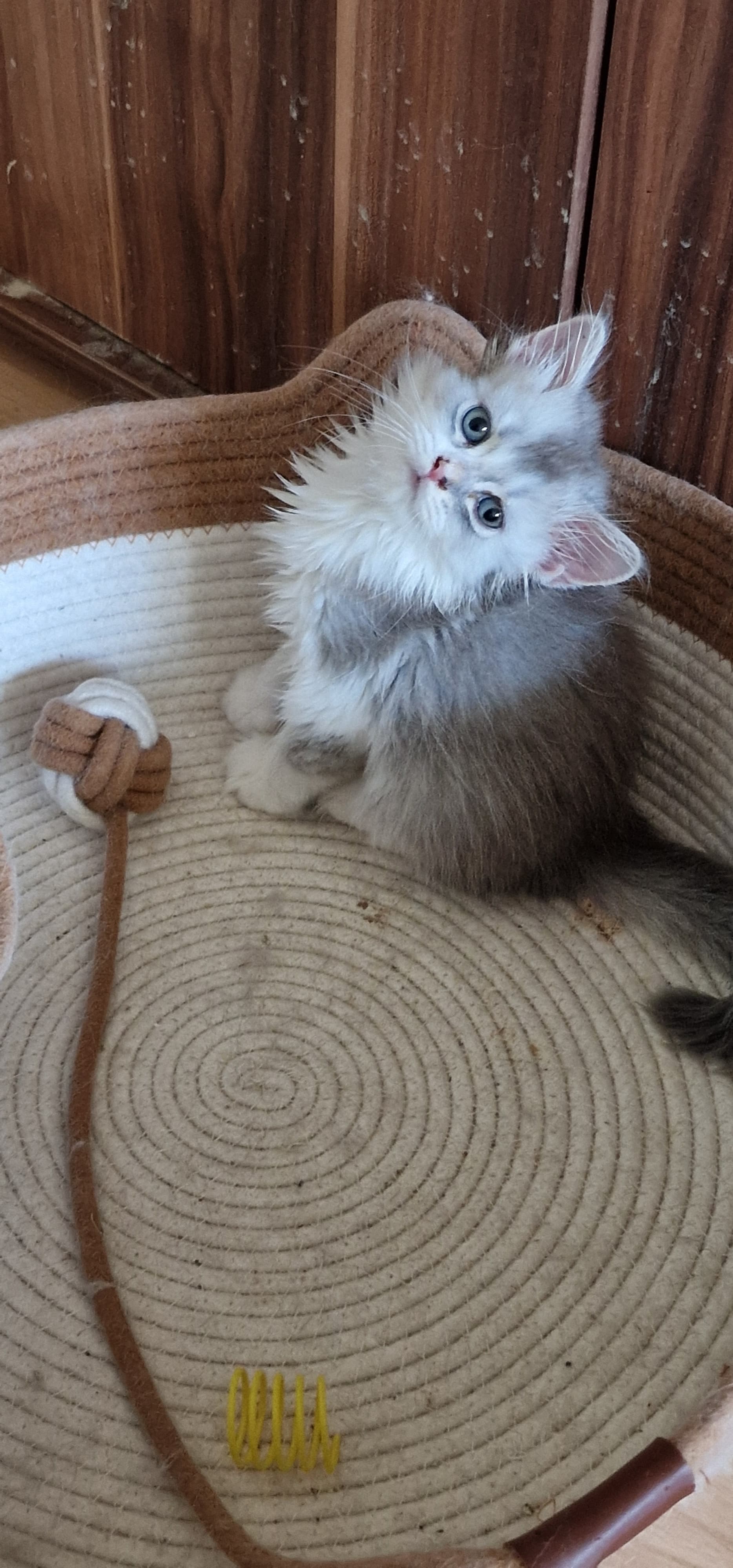 perser Kitten