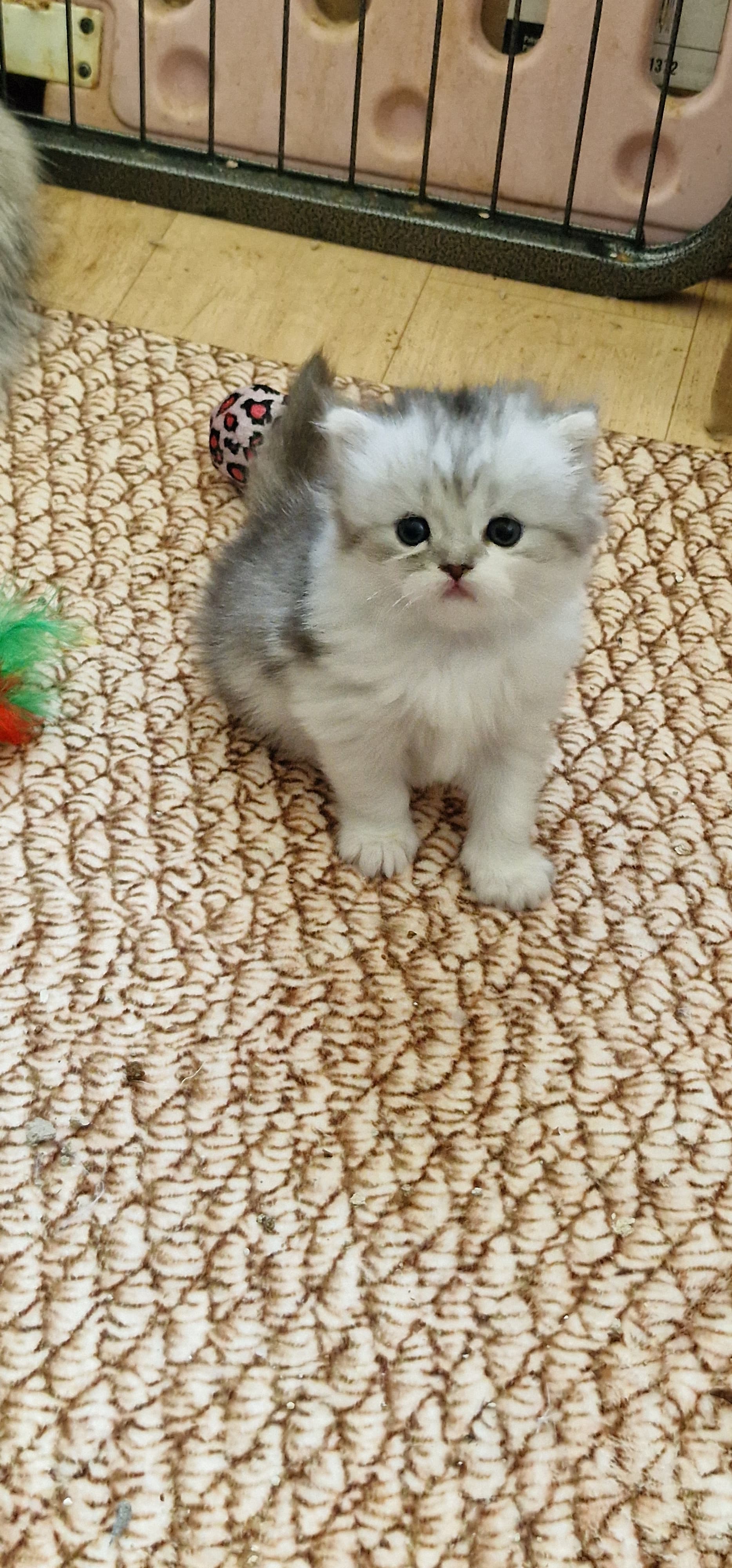 perser Kitten