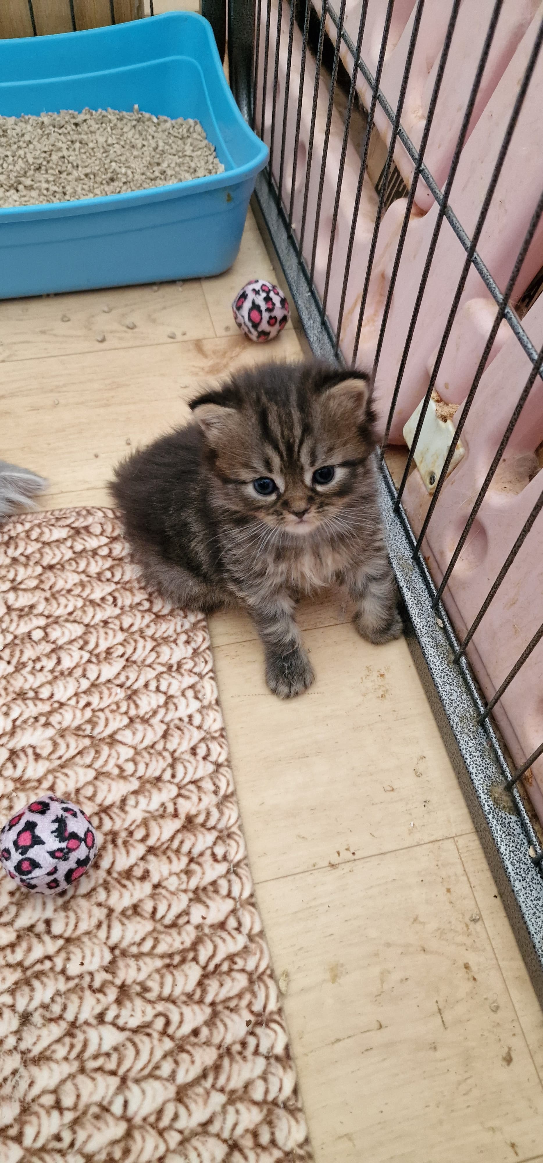 perser Kitten
