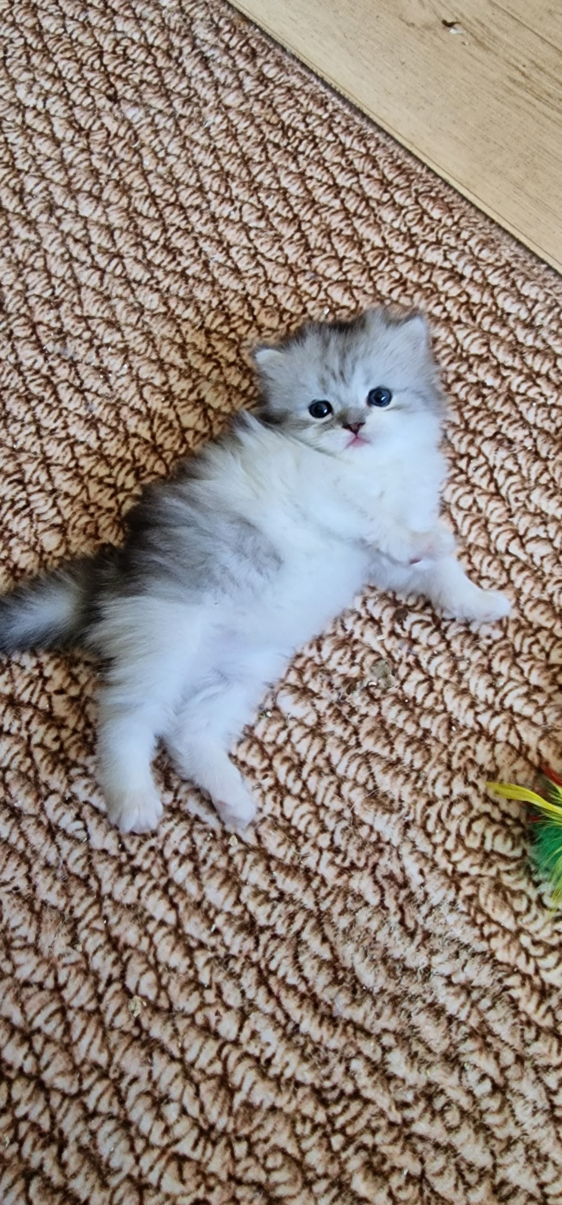 perser Kitten