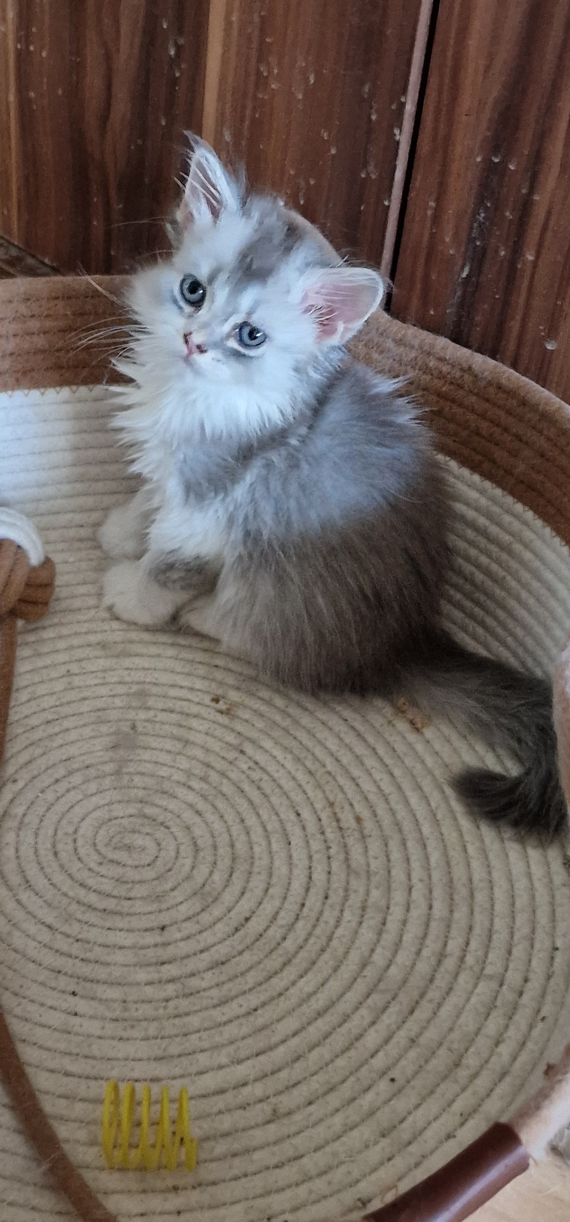 perser Kitten
