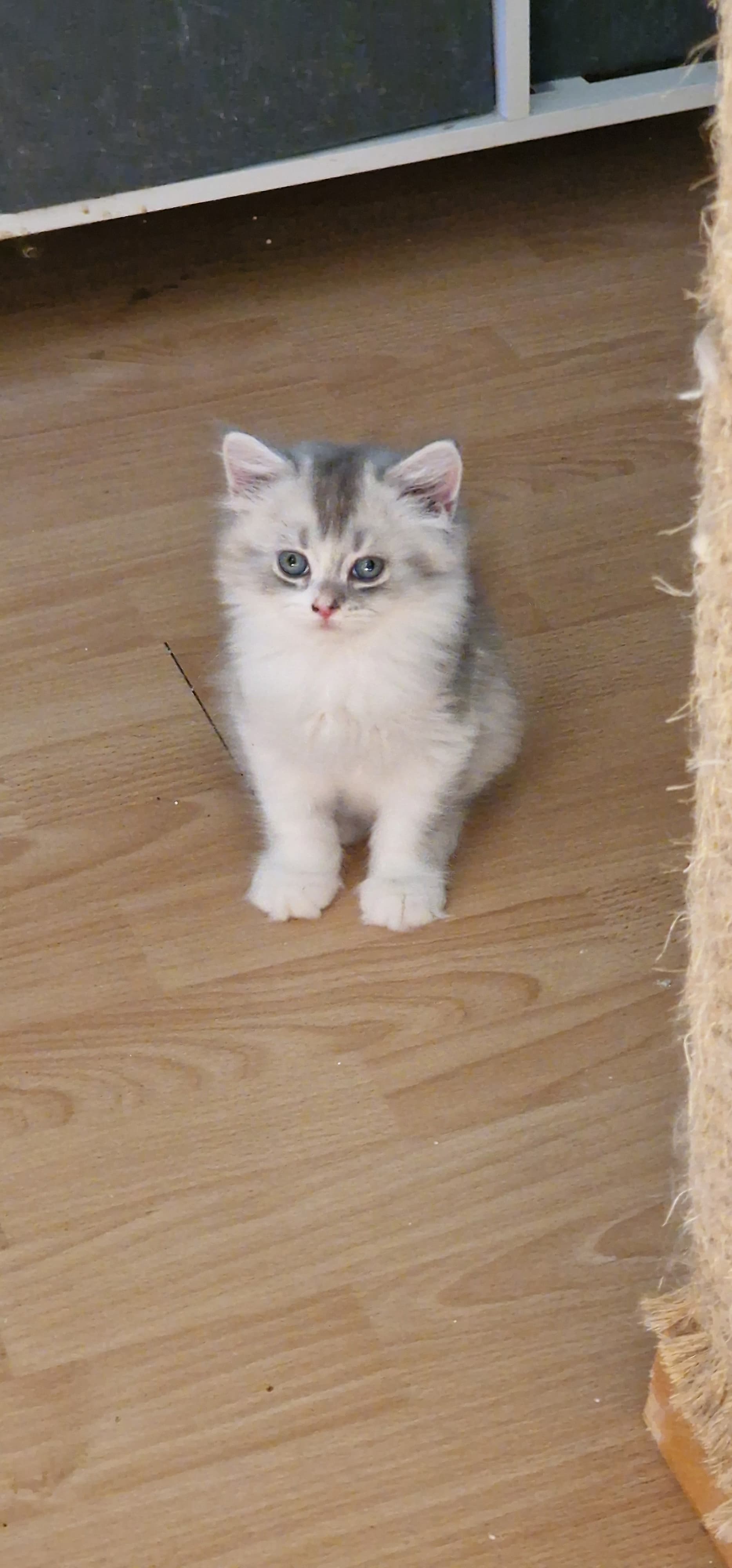 perser Kitten
