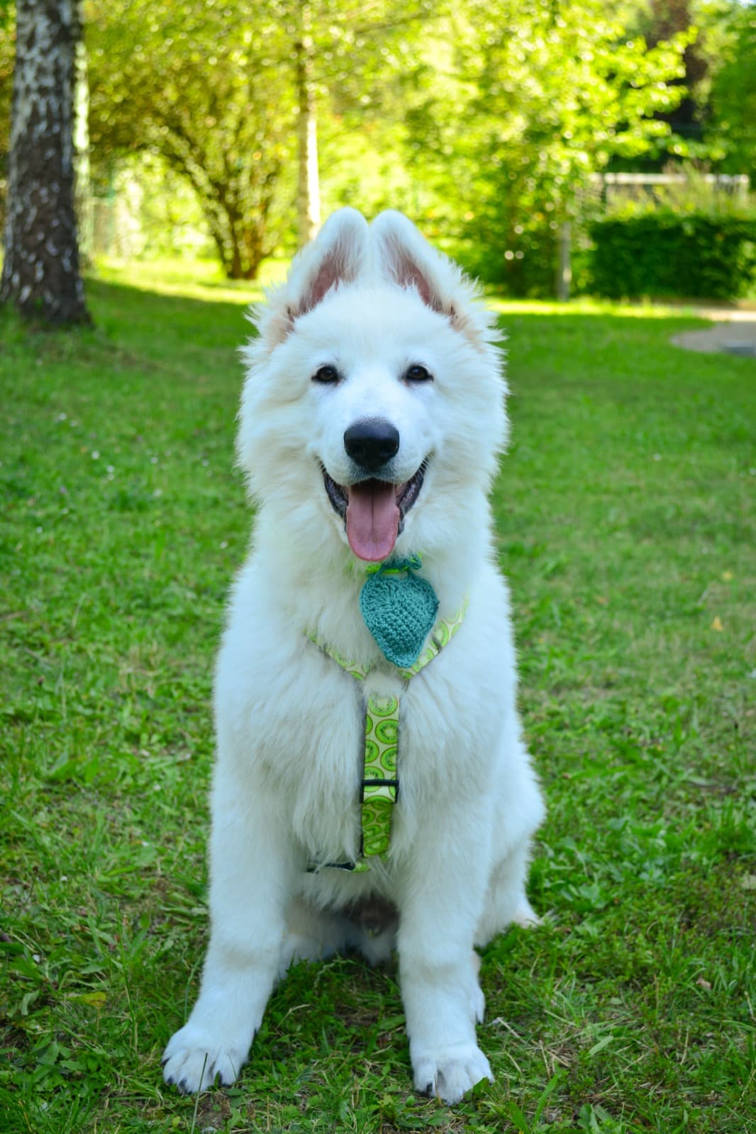 Weisser Schweizer Schäferhund