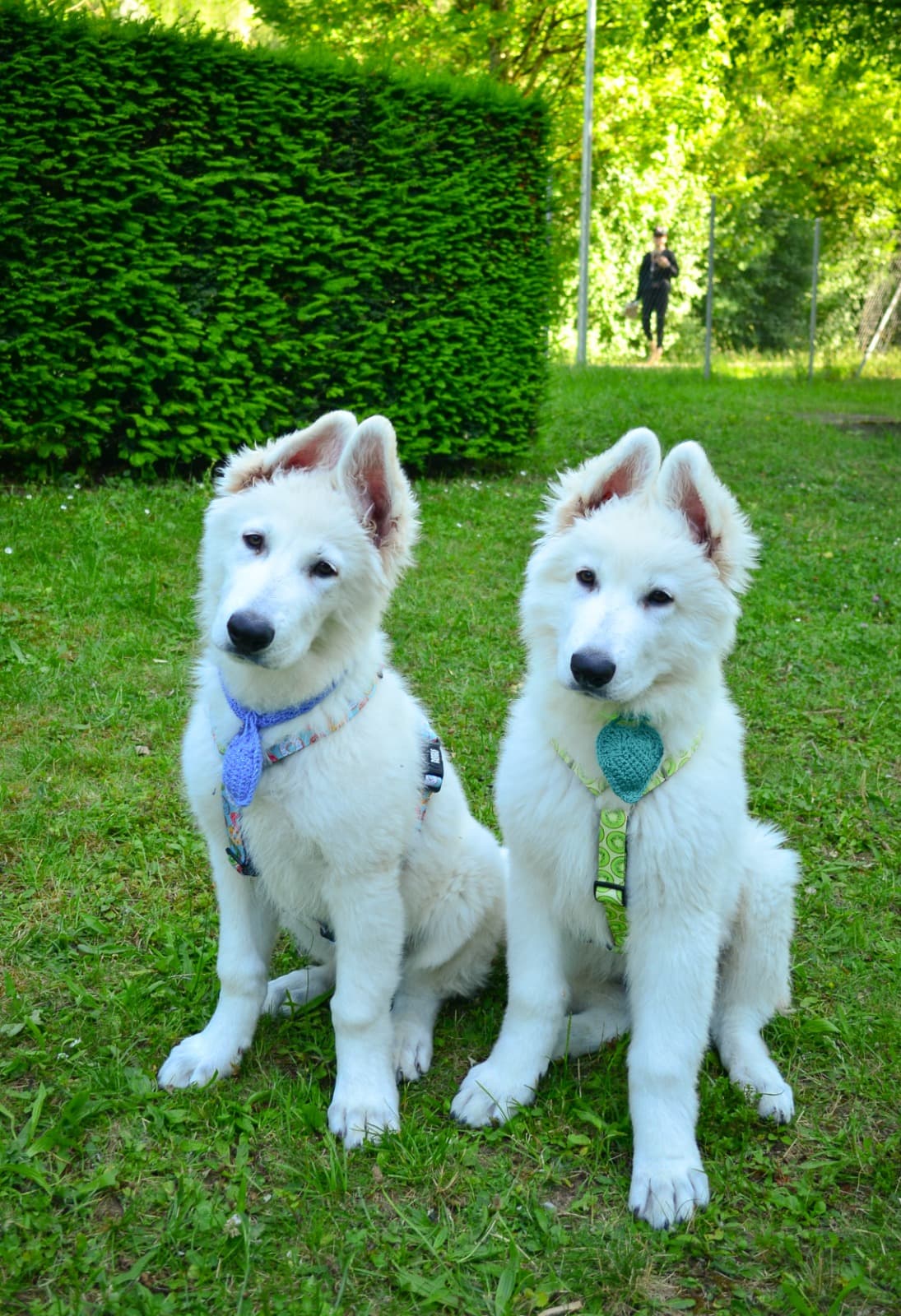 Weisser Schweizer Schäferhund