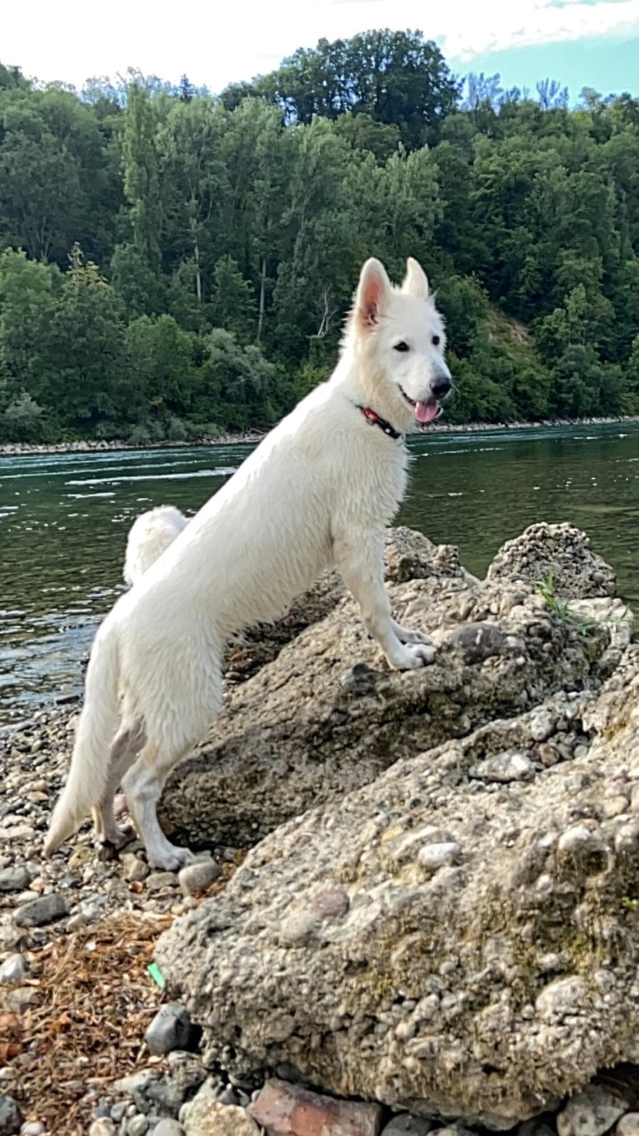 Weisser Schweizer Schäferhund