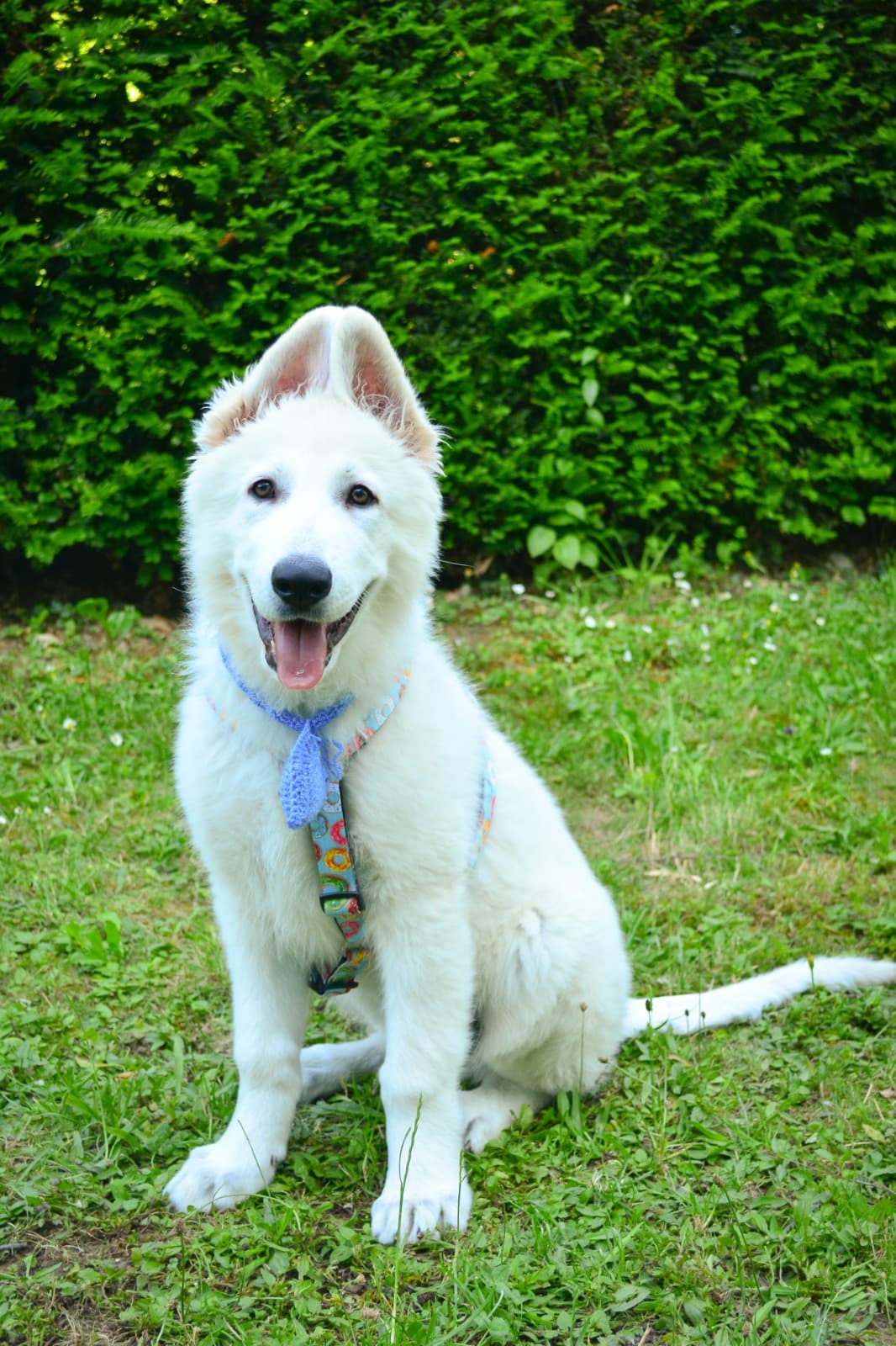 Weisser Schweizer Schäferhund