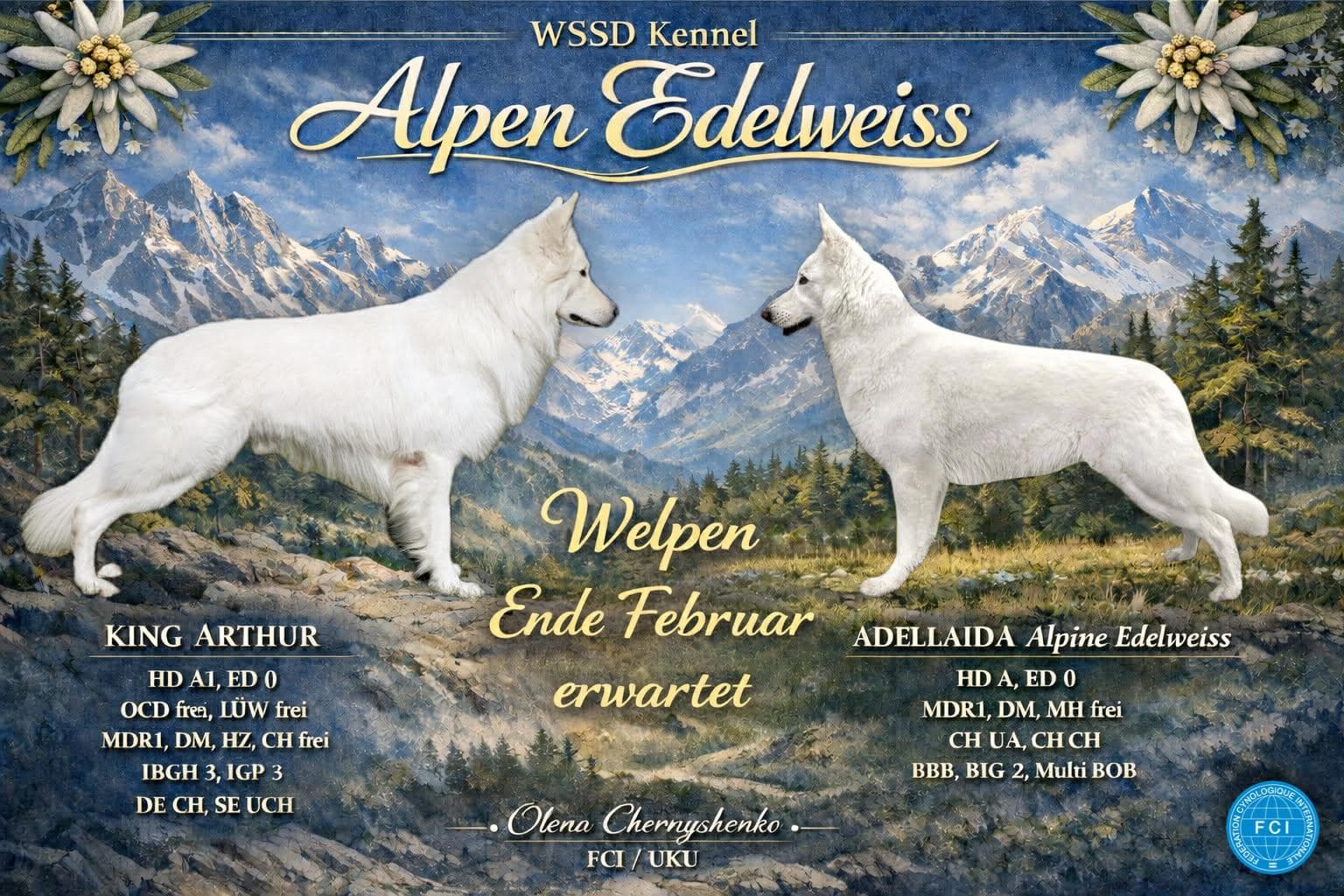 Weisser Schweizer Schäferhund