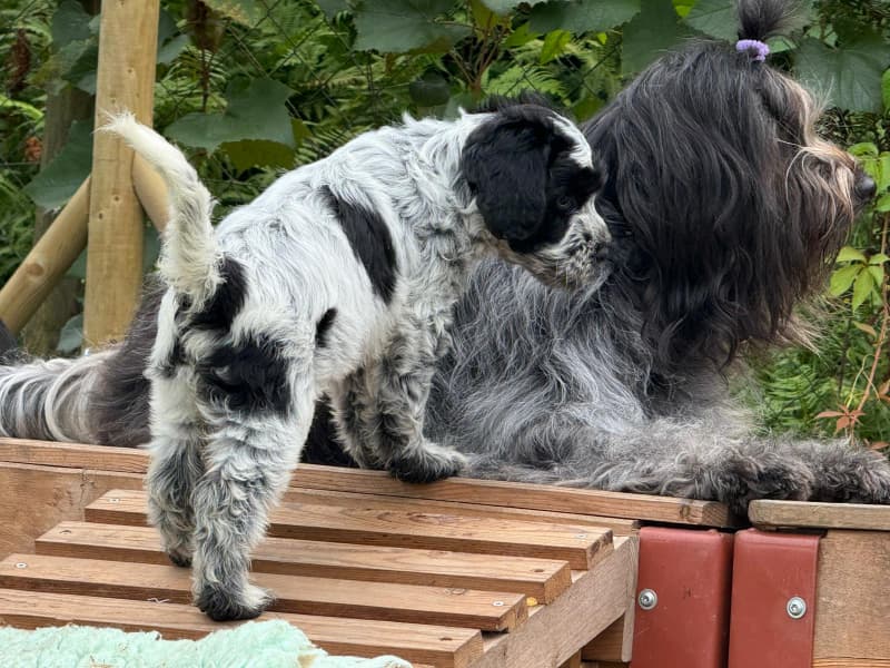 Schapendoes-Welpen (holl. Hirtenhund) suchen ihr Traum-Zuhause