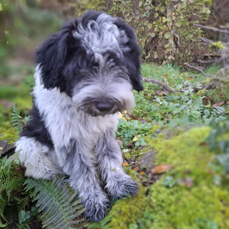 Schapendoes-Welpen (holl. Hirtenhund) suchen ihr Traum-Zuhause
