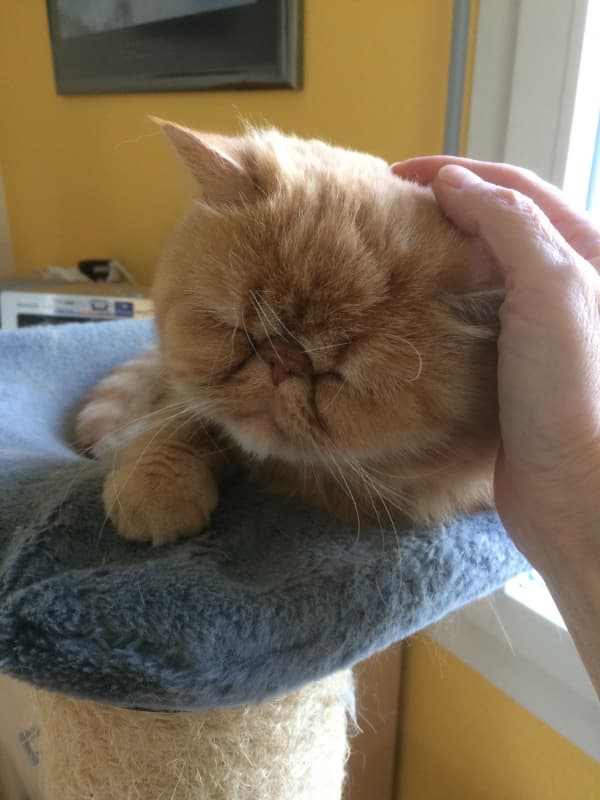 Katzensitter / Kleintiersitter Kt. NW, OW, LU