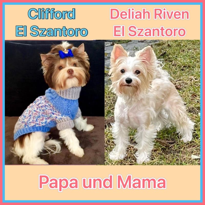 Yorkshire Terrier Welpen