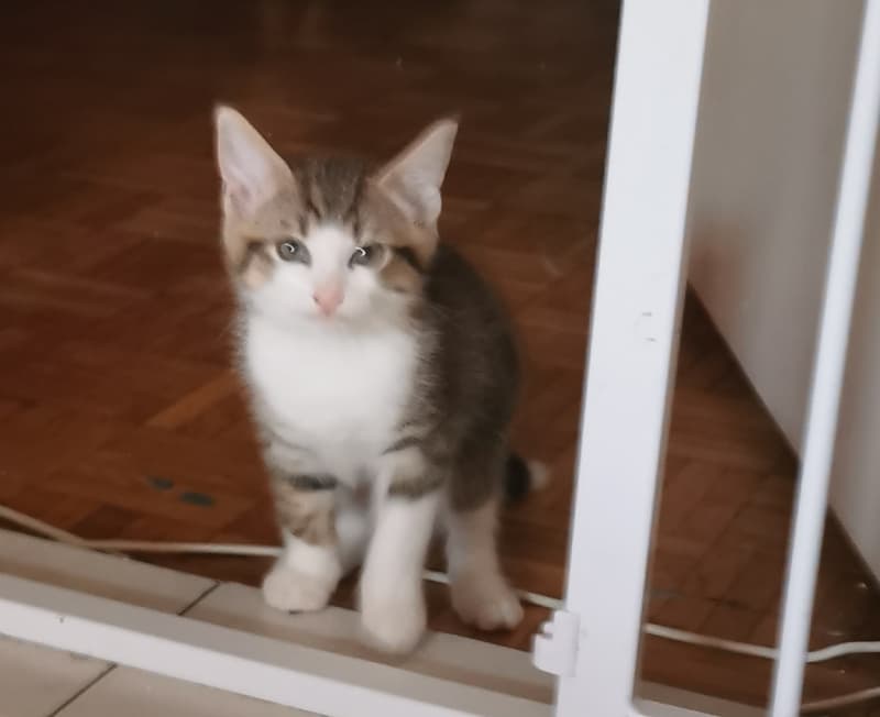 Türkisch Angoramix Kitten