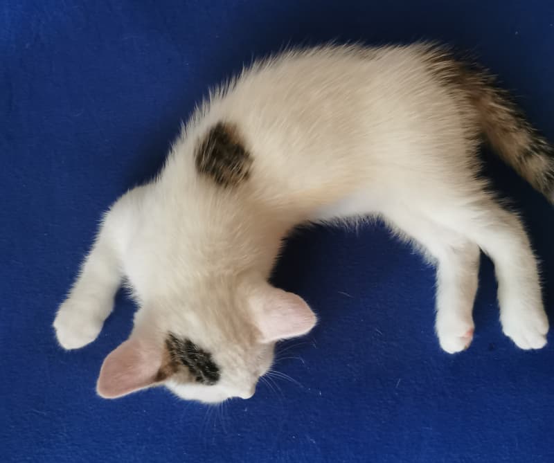 Türkisch Angoramix Kitten
