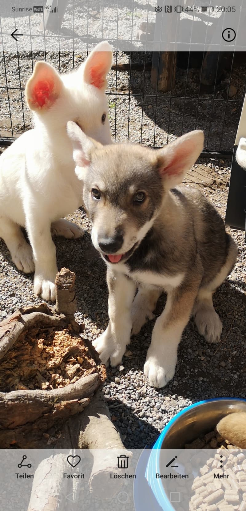 Wolfhund m/w