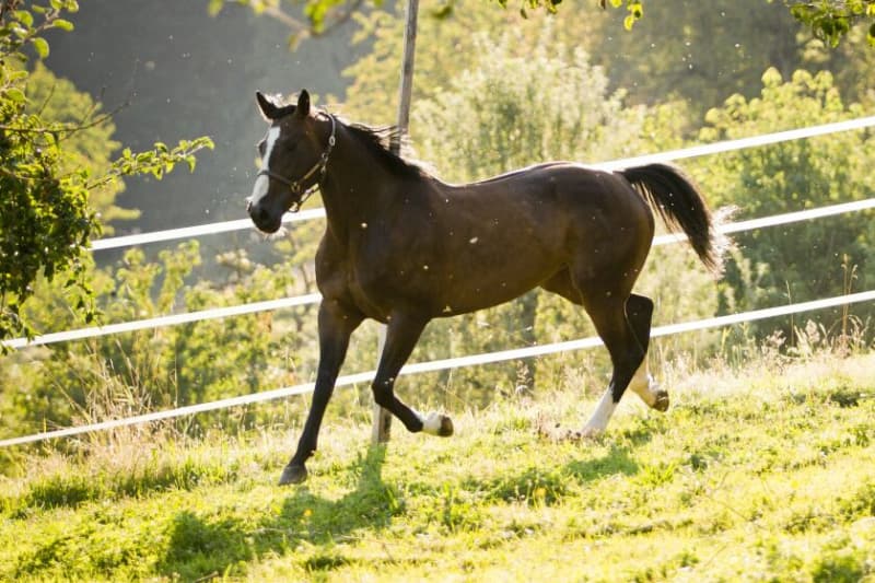 Reitlager 3 Tage Funn und Spass