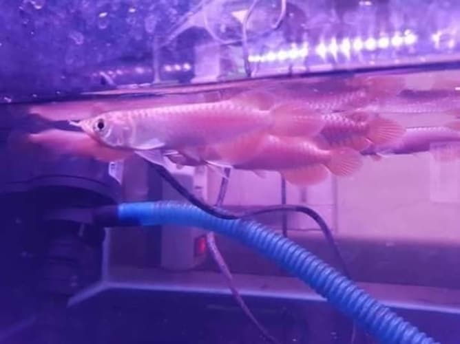 Qualität Arowana Fisch zu verkaufen